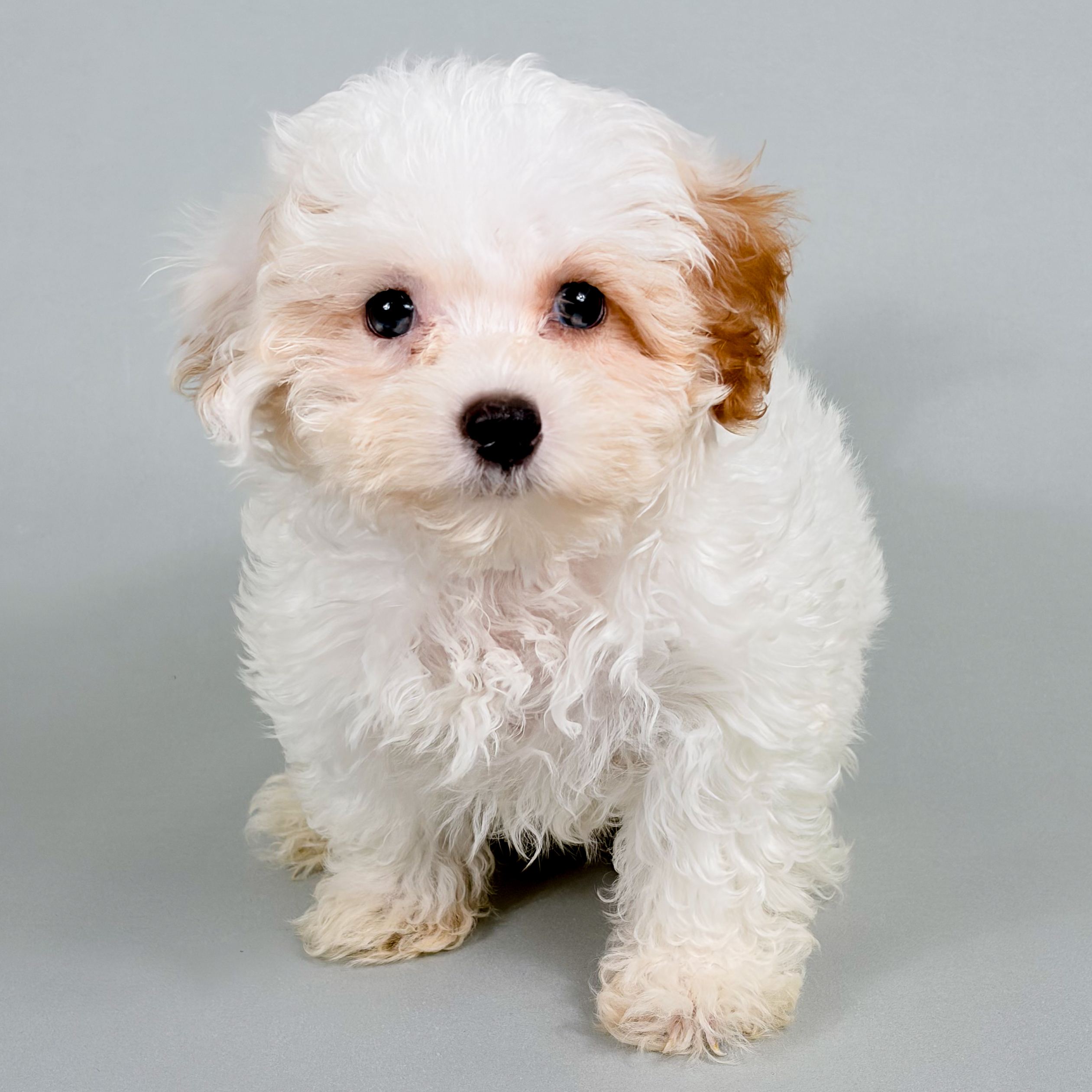 Earl the Maltipoo puppy