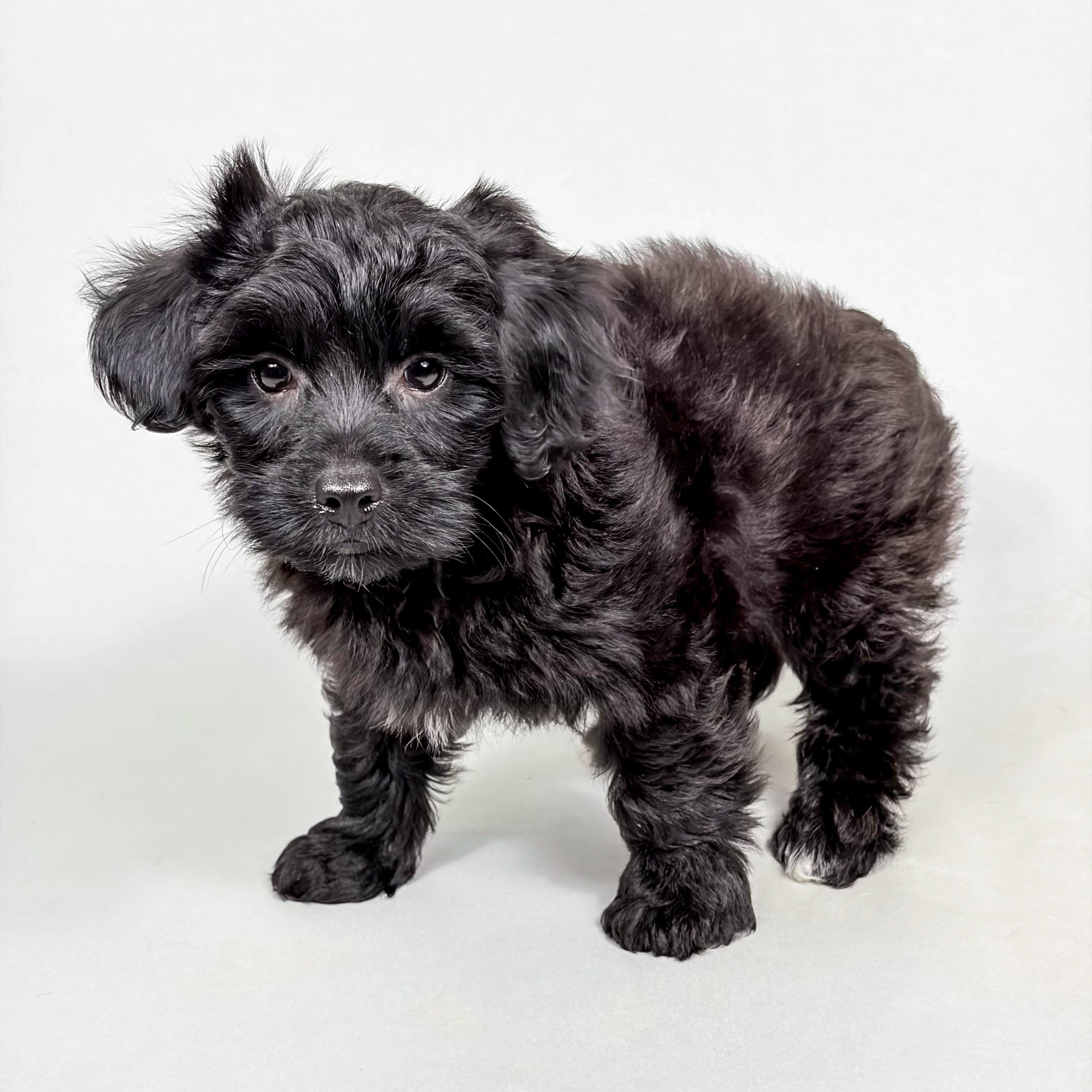 Raymond the Lhasa Poo puppy