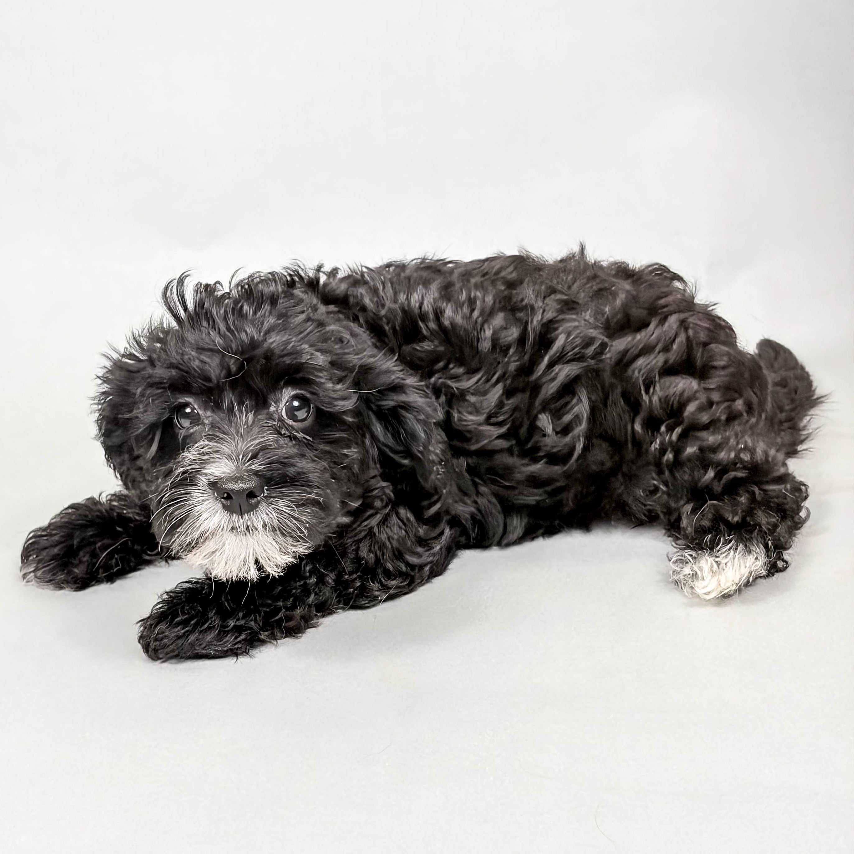 Java the Yorkiepoo puppy