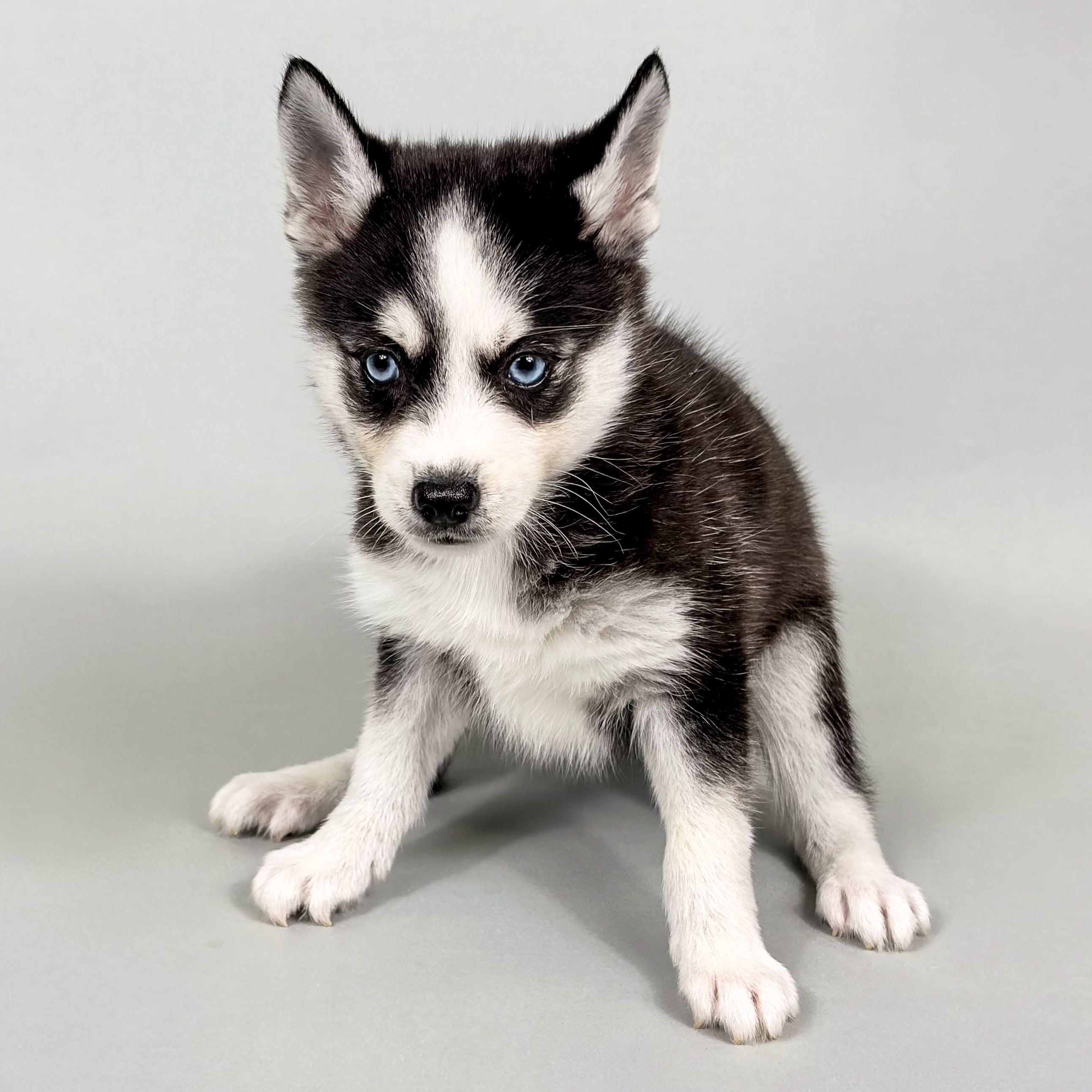 Petey the Alaskan Klee Kai puppy