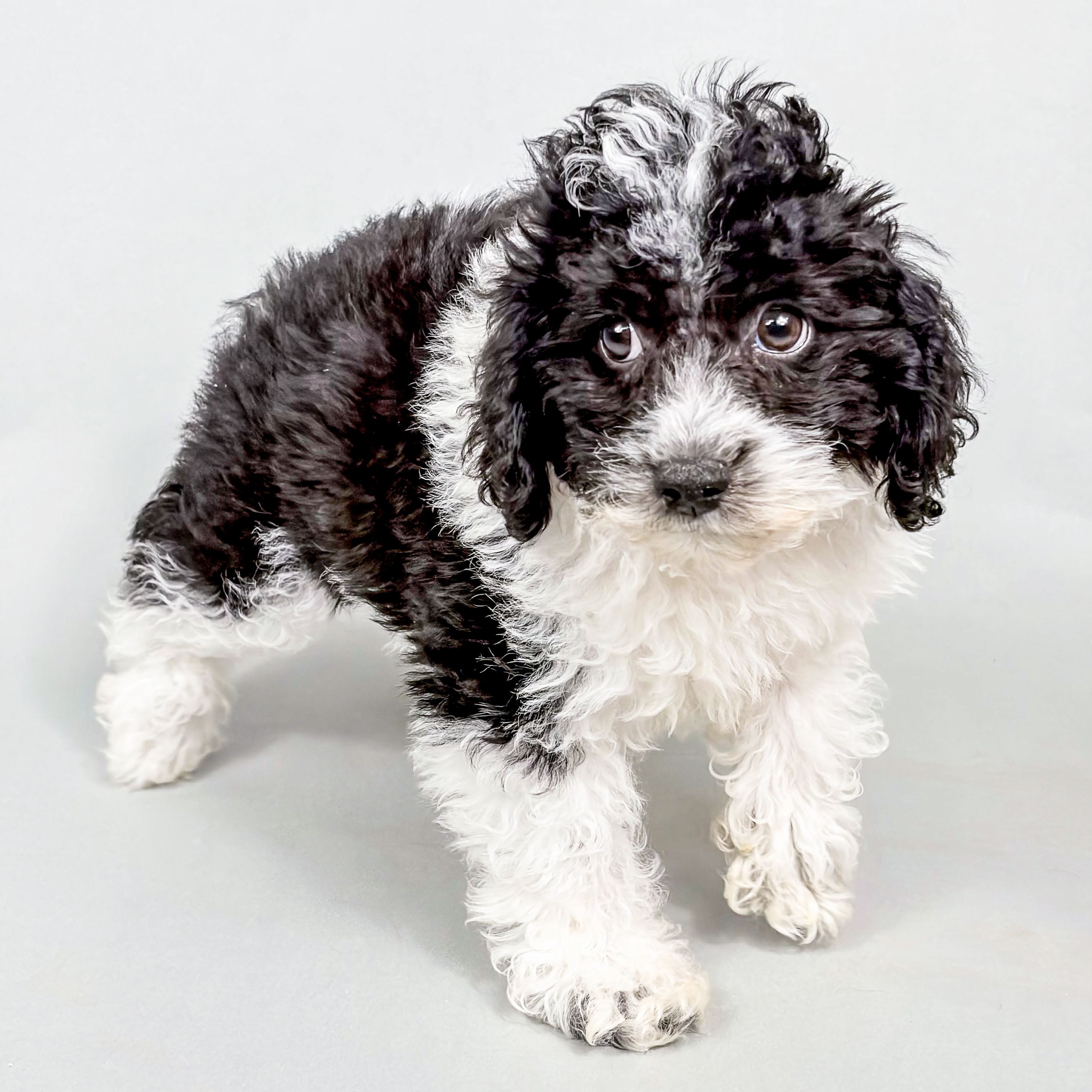 Wilson the Mini Poodle puppy