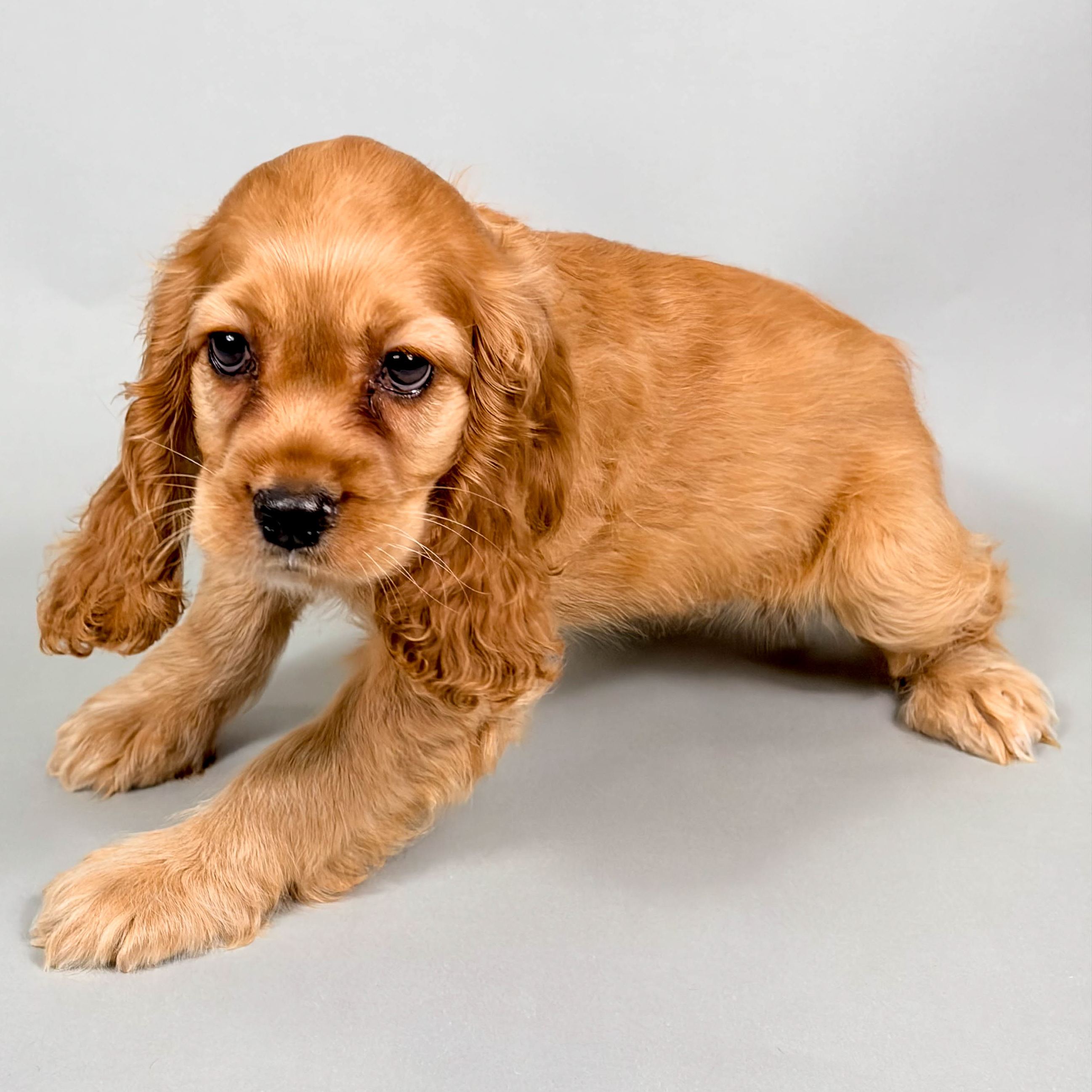 Atari the Cocker Spaniel puppy