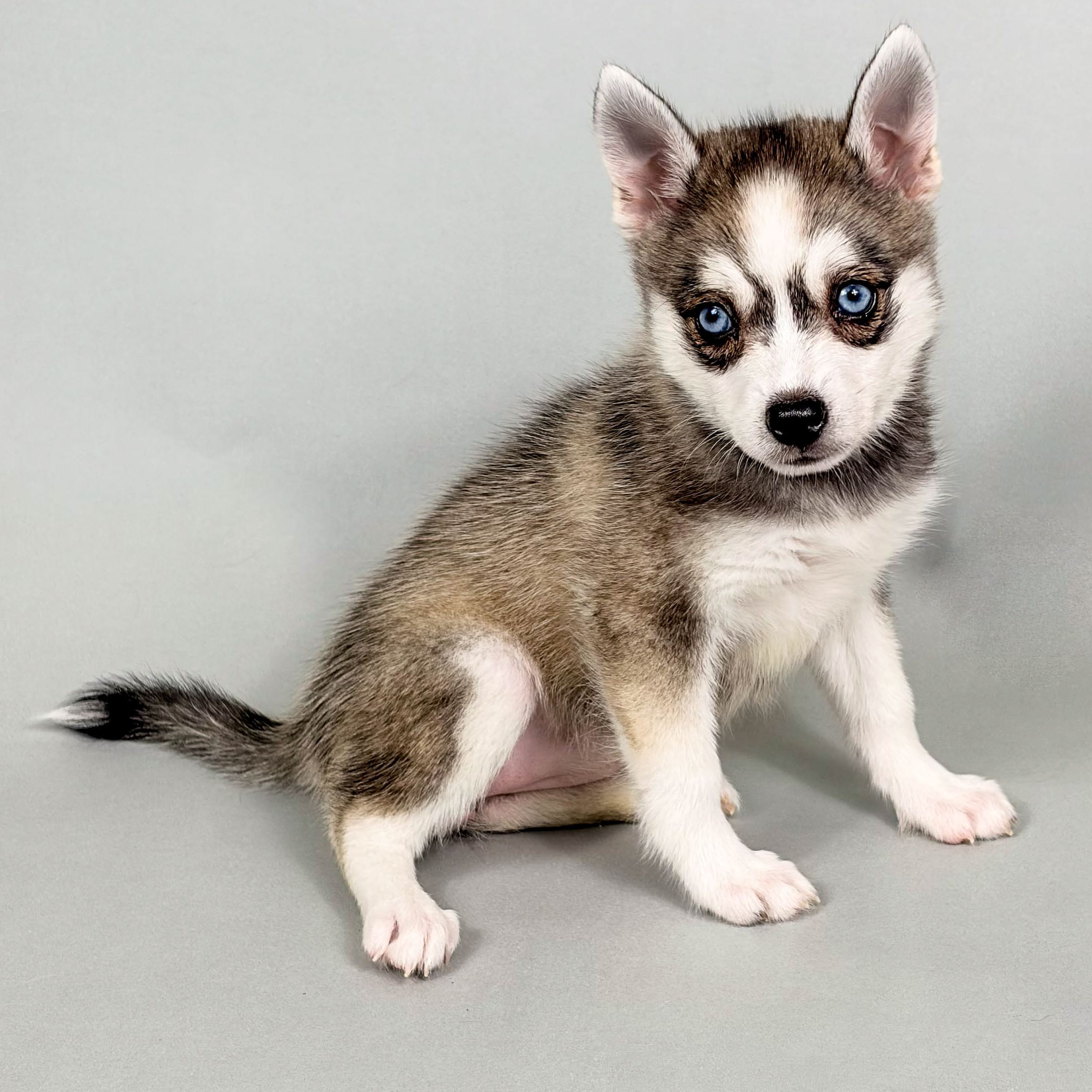 Jackie the Alaskan Klee Kai puppy
