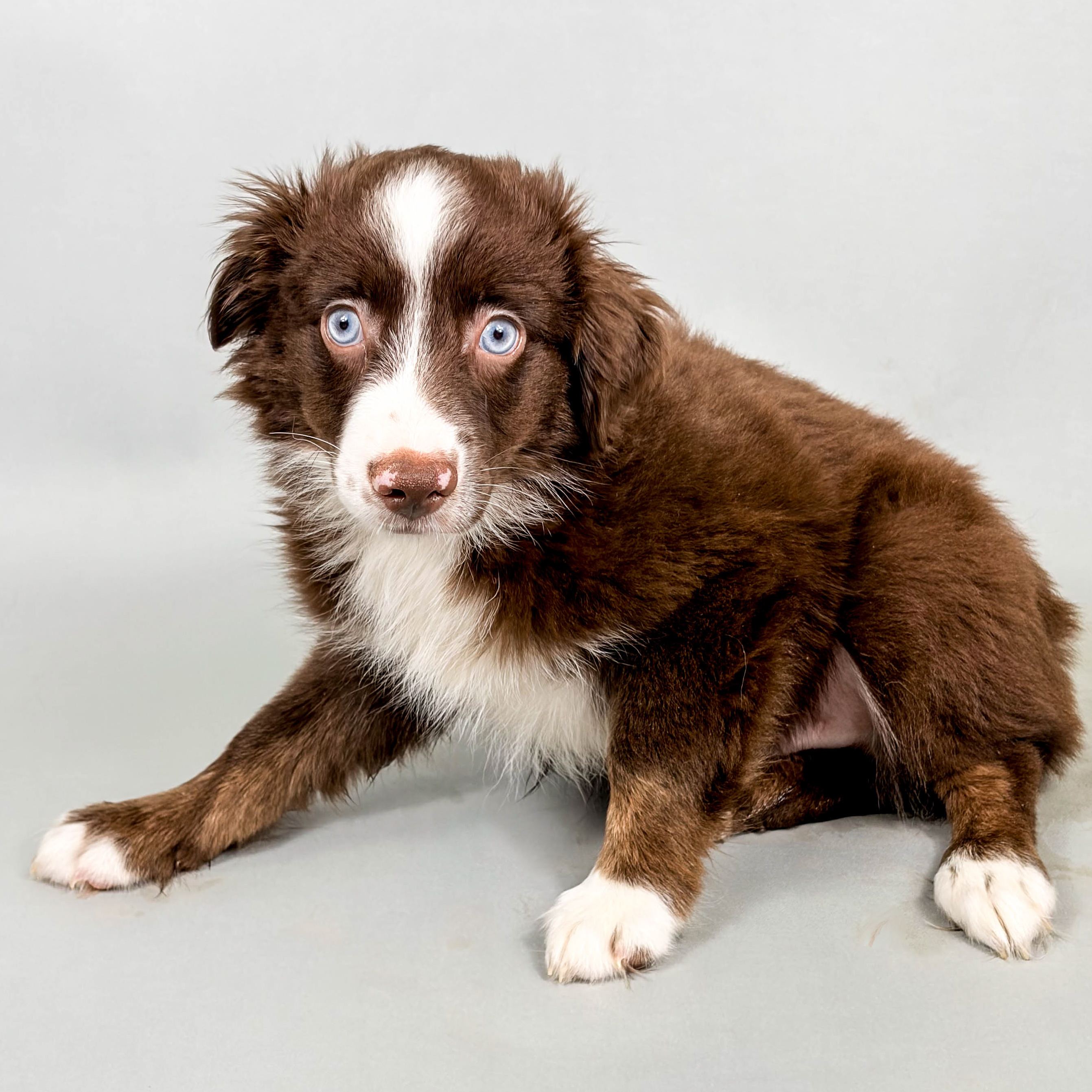 River the Mini Australian Shepherd puppy