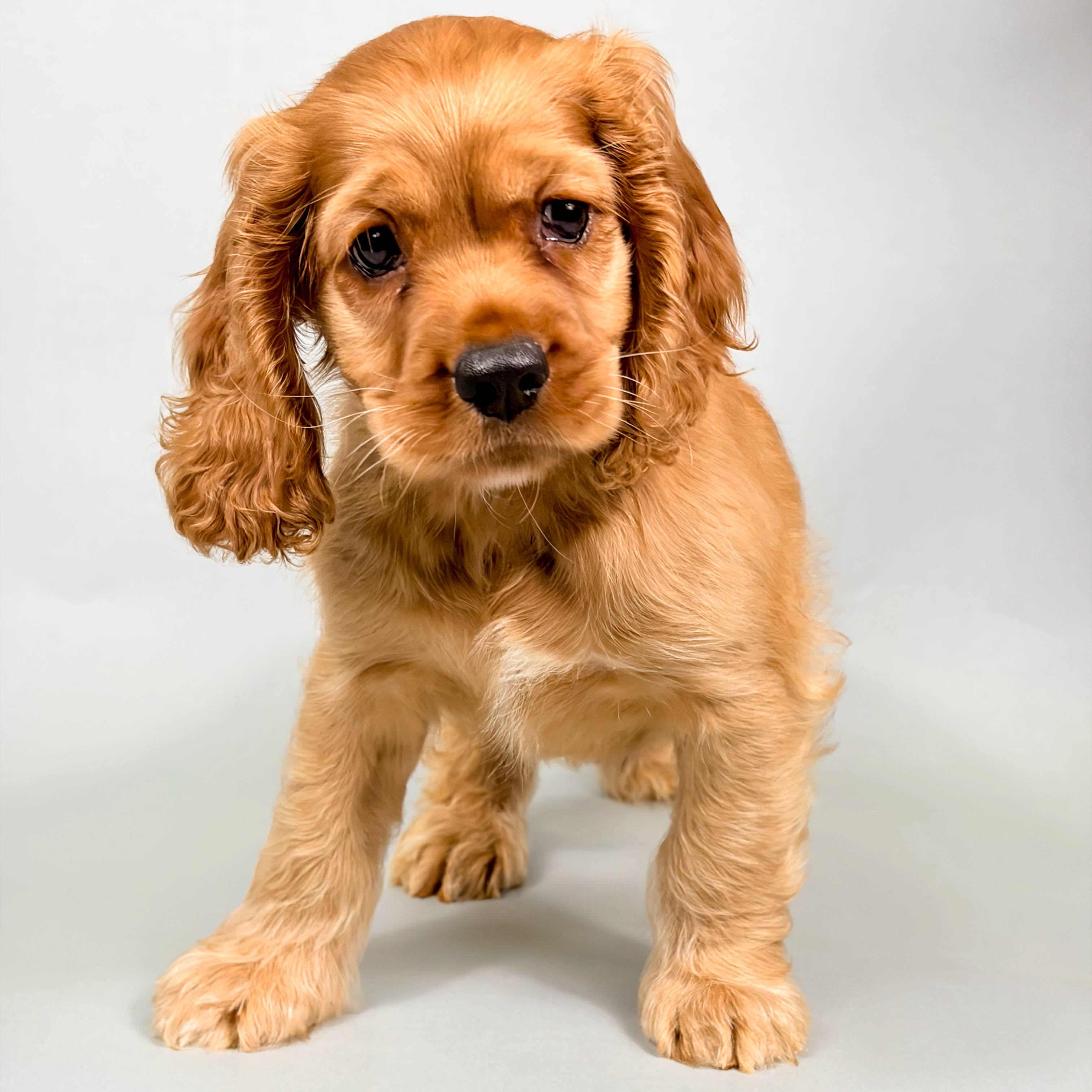 Tiller the Cocker Spaniel puppy