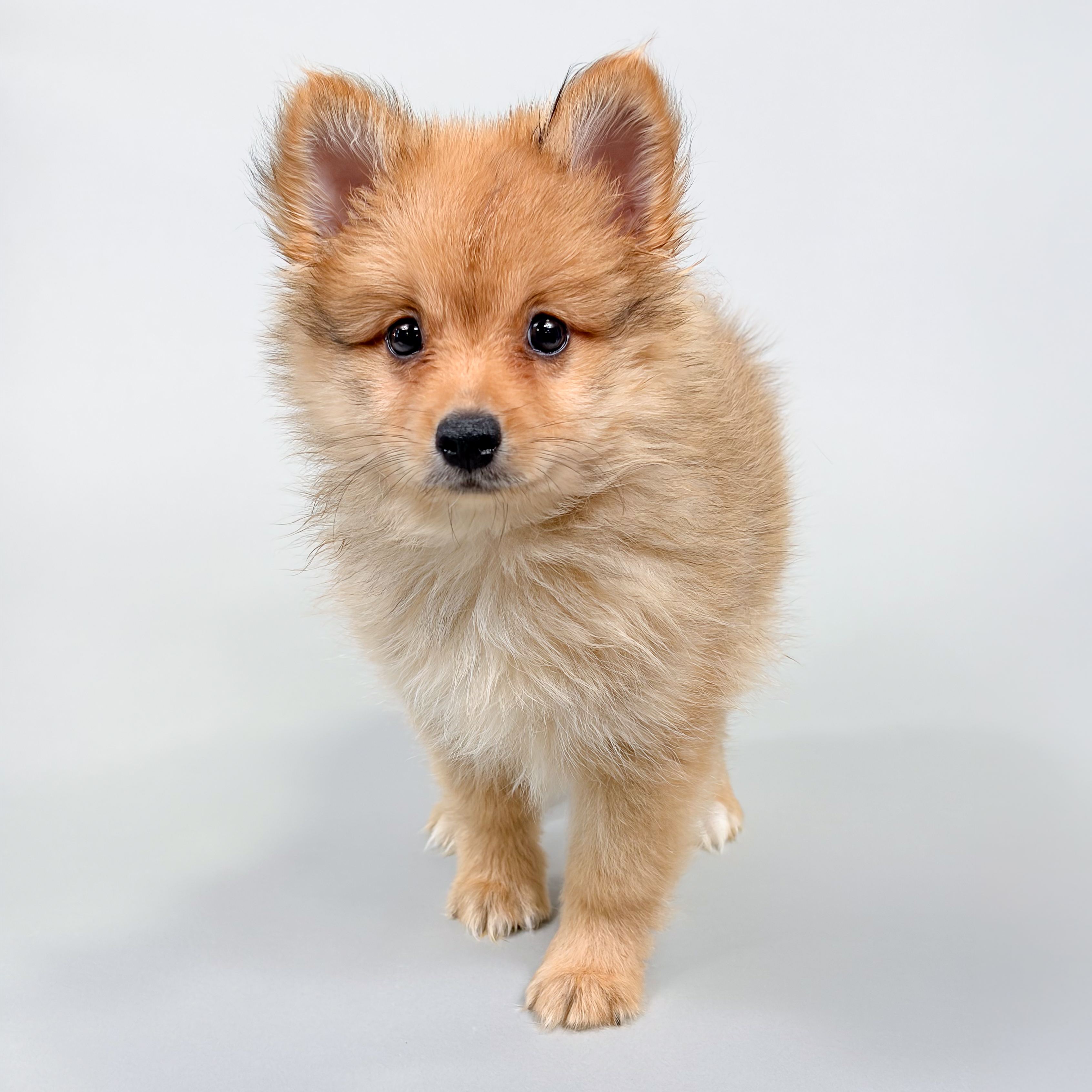 Mochi photo 1
