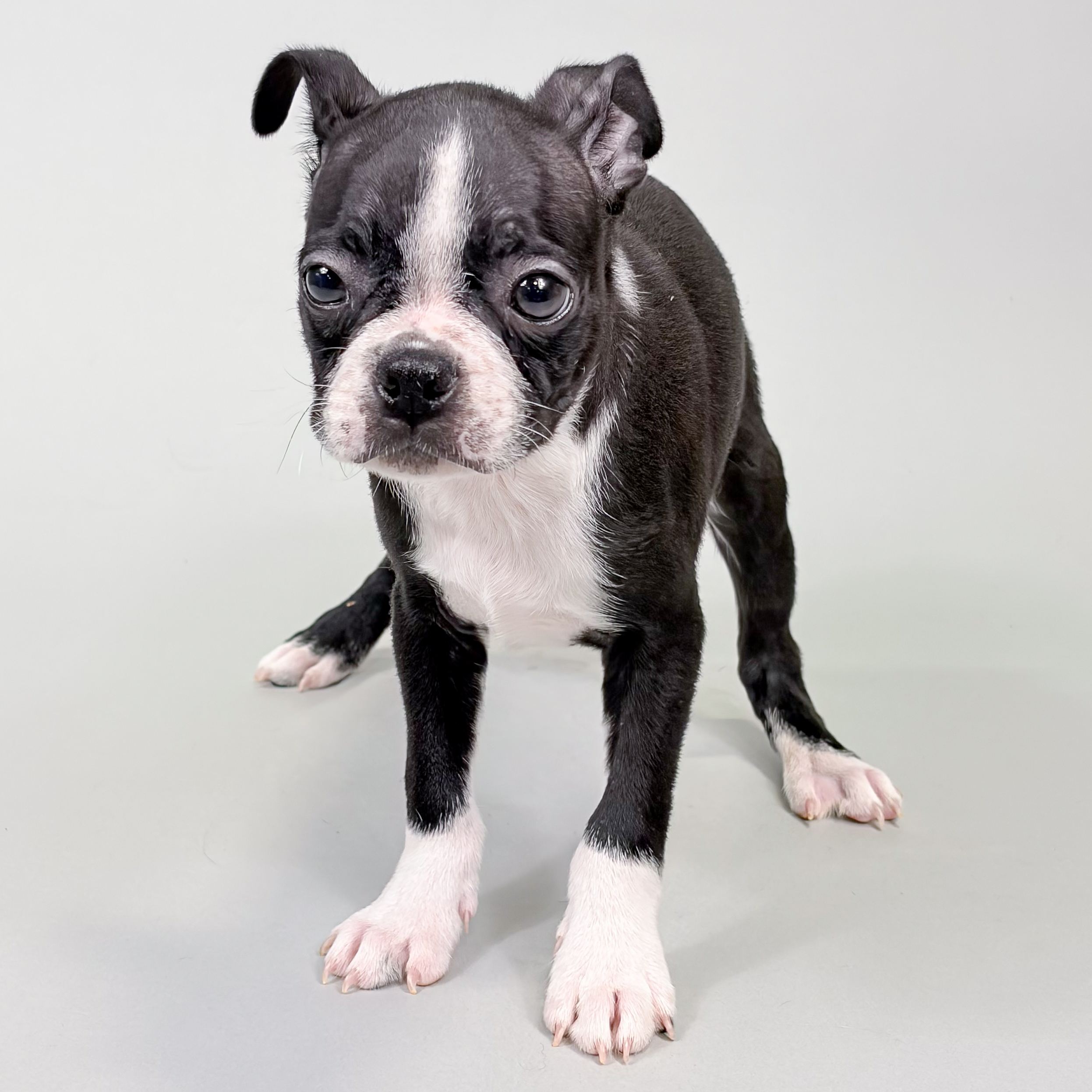 Diesel photo 1