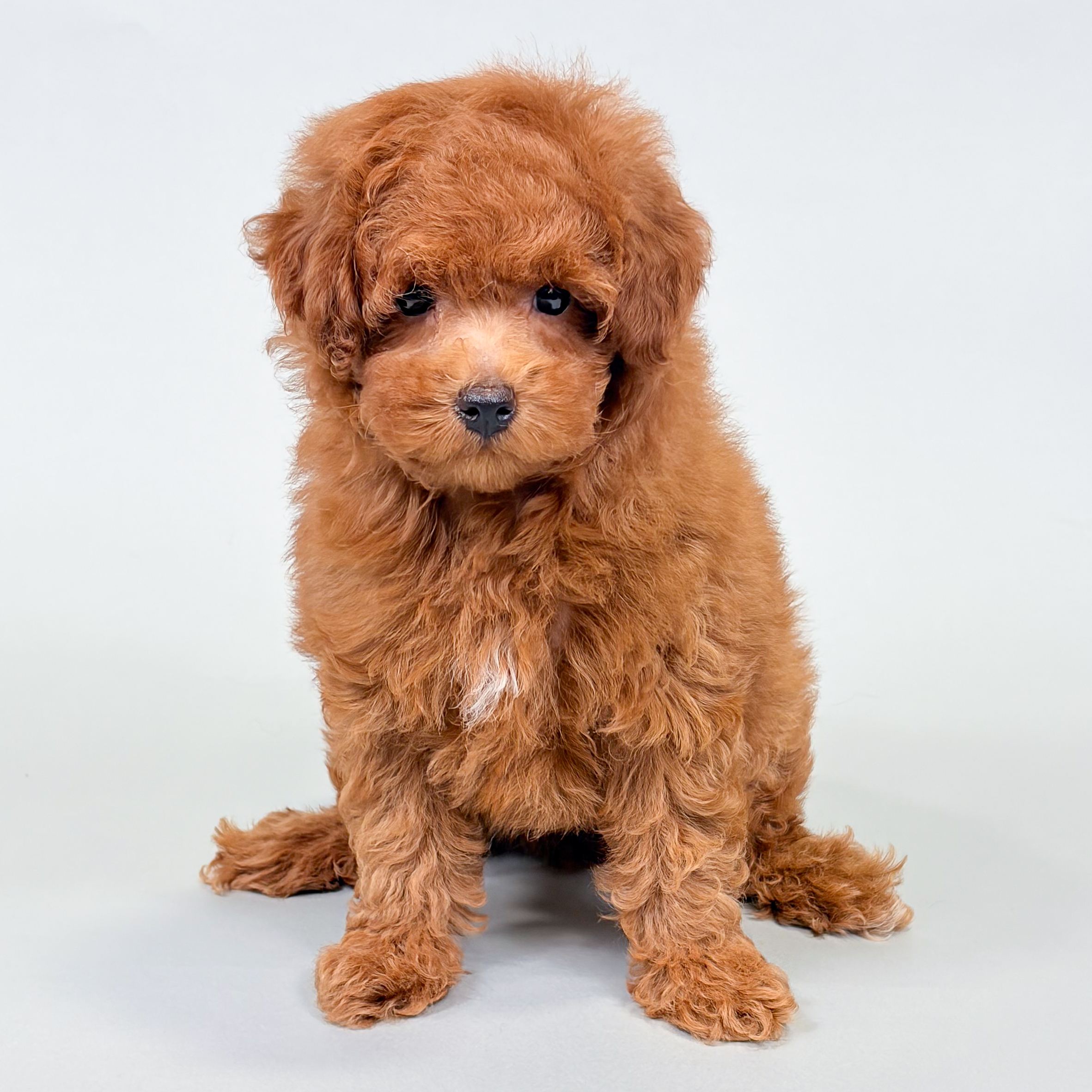 Ollie the Toy Poodle puppy