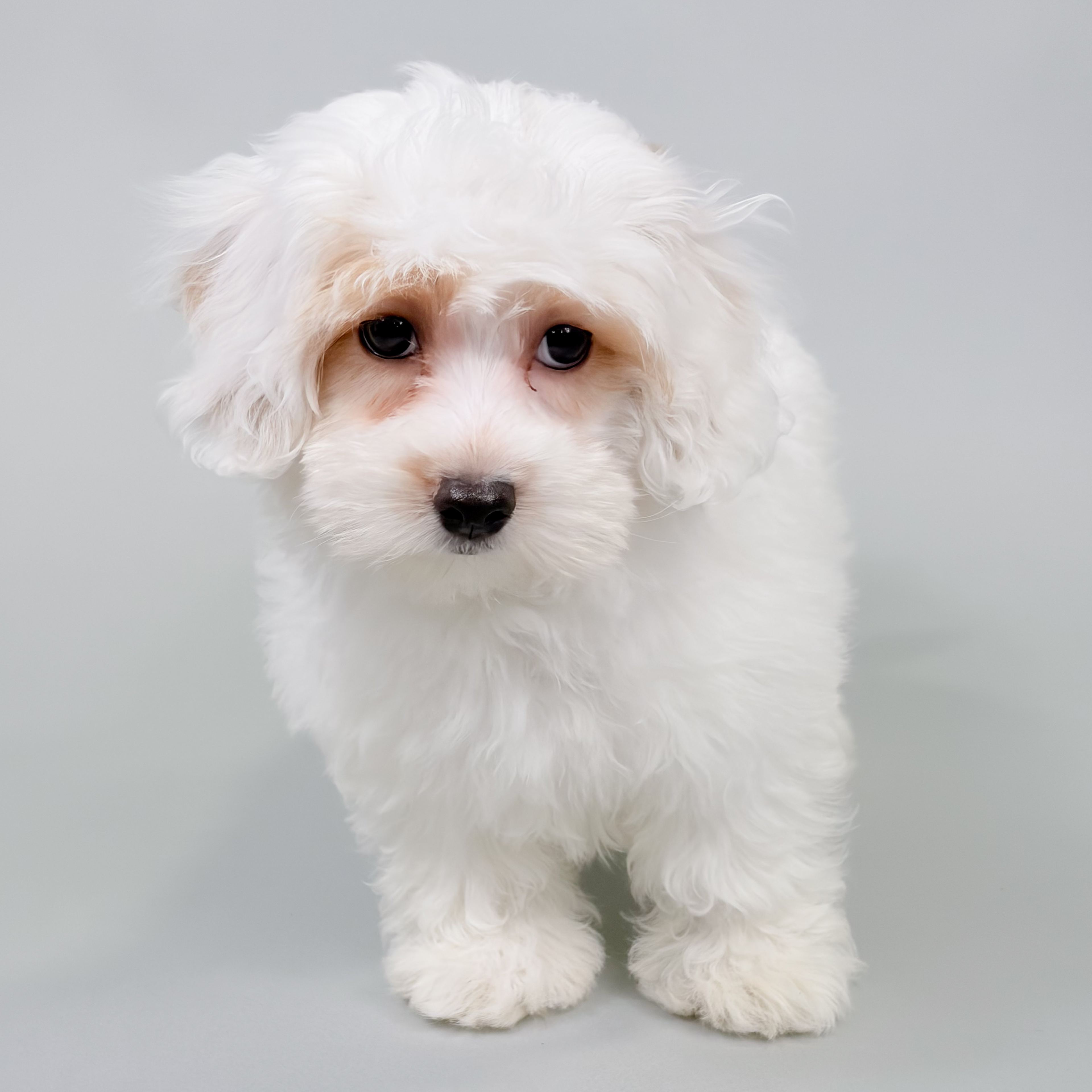 Eleven the Cotonpoo puppy