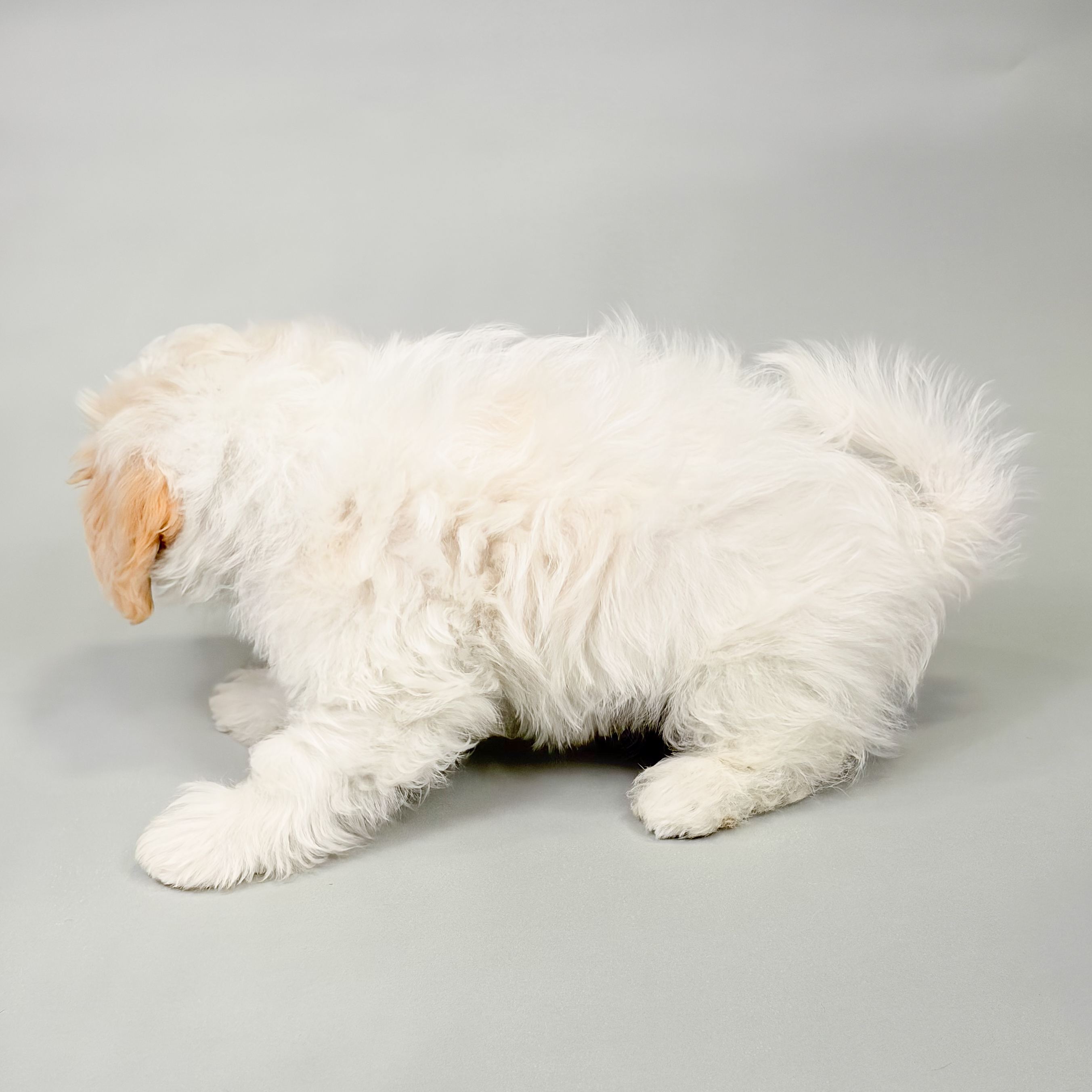 Champ thumbnail 2