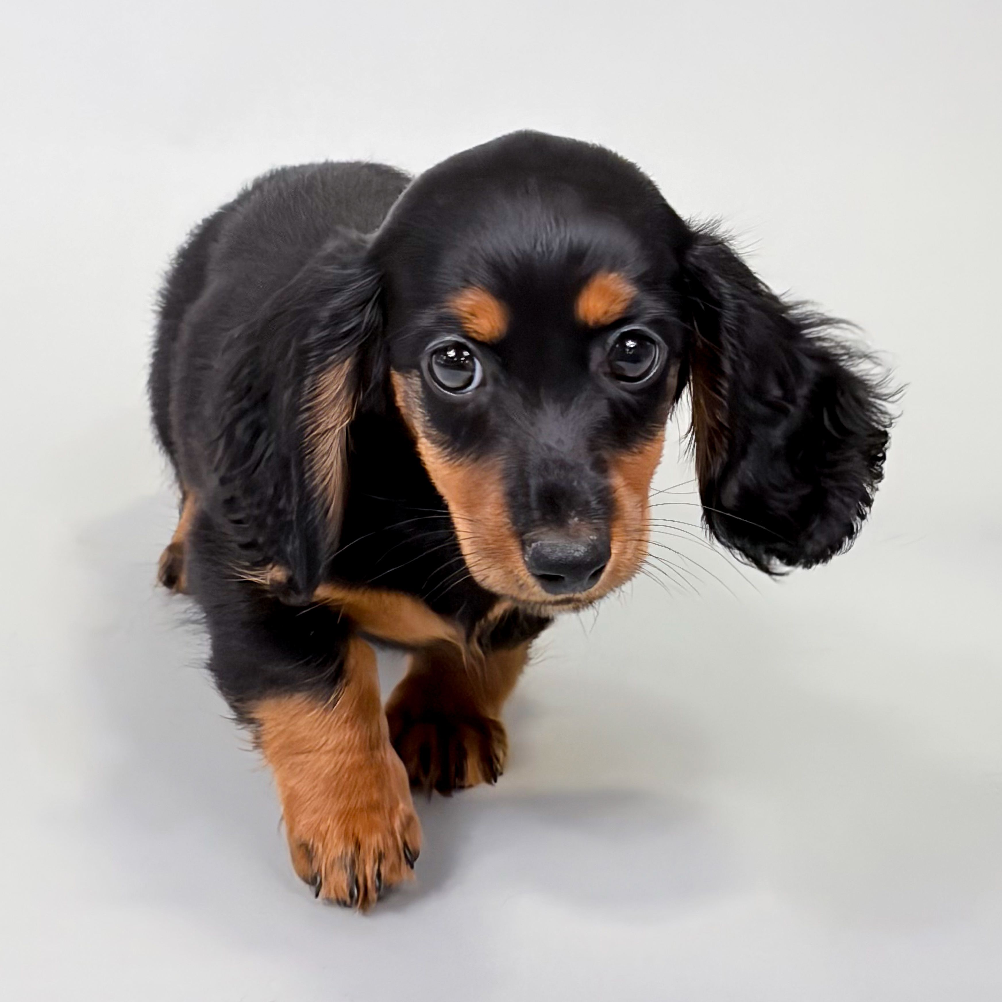 Geraldine puppy