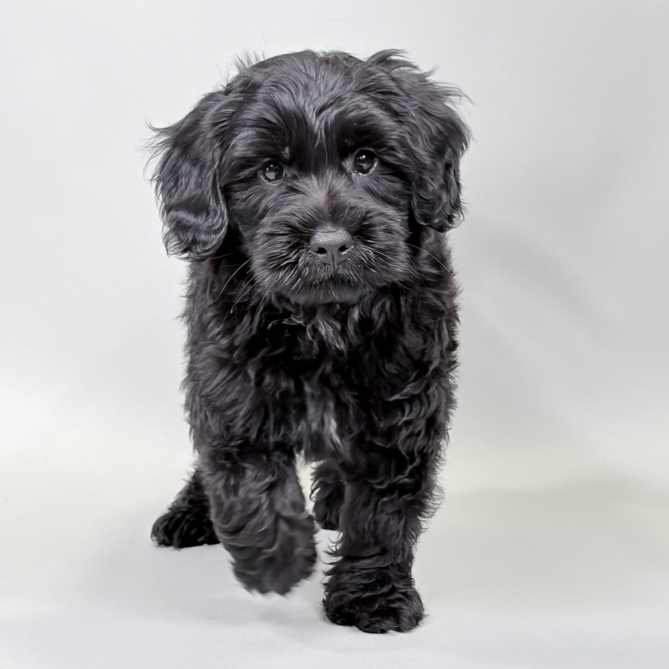 Scooby the Mini Goldendoodle puppy