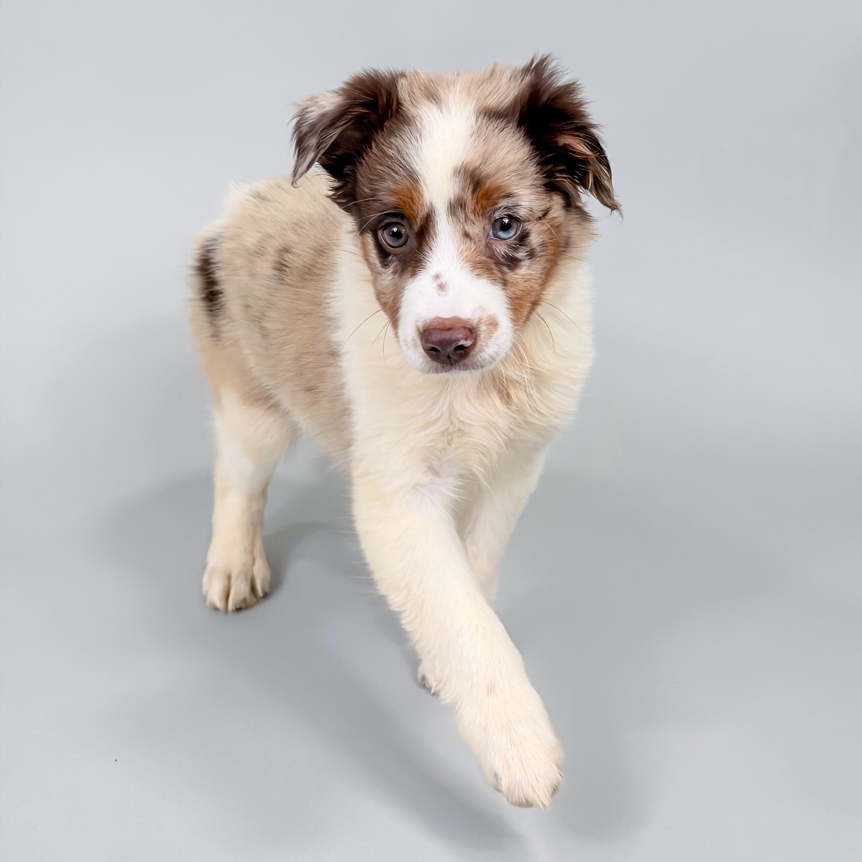 Yuba the Mini Australian Shepherd puppy