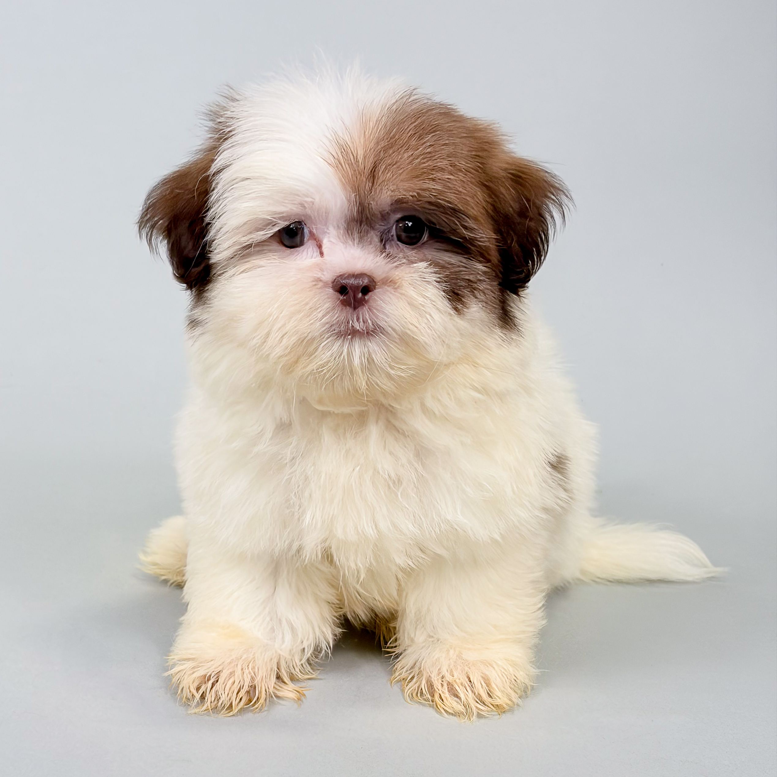 Finn photo 1