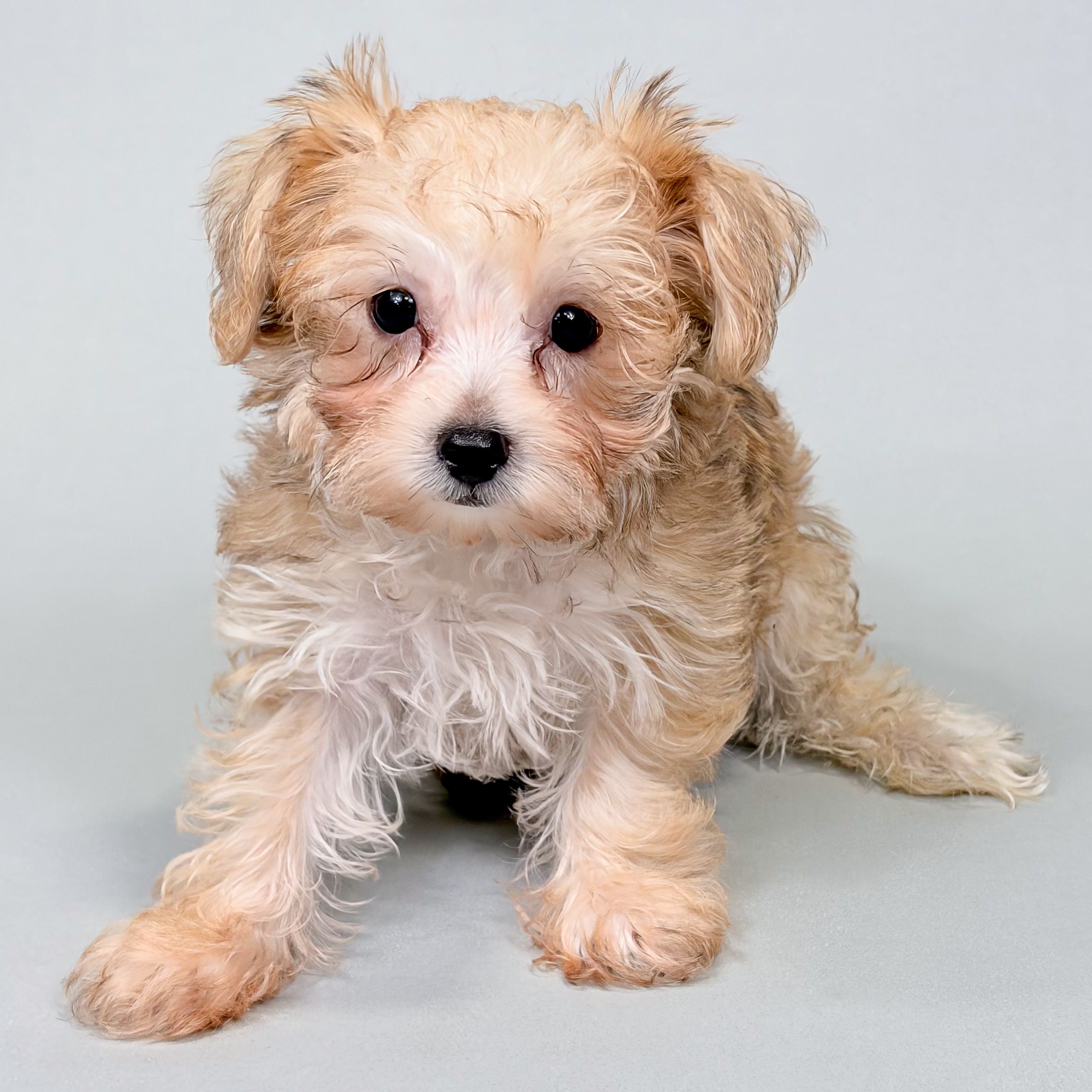 Ralph the Yorkiechon puppy