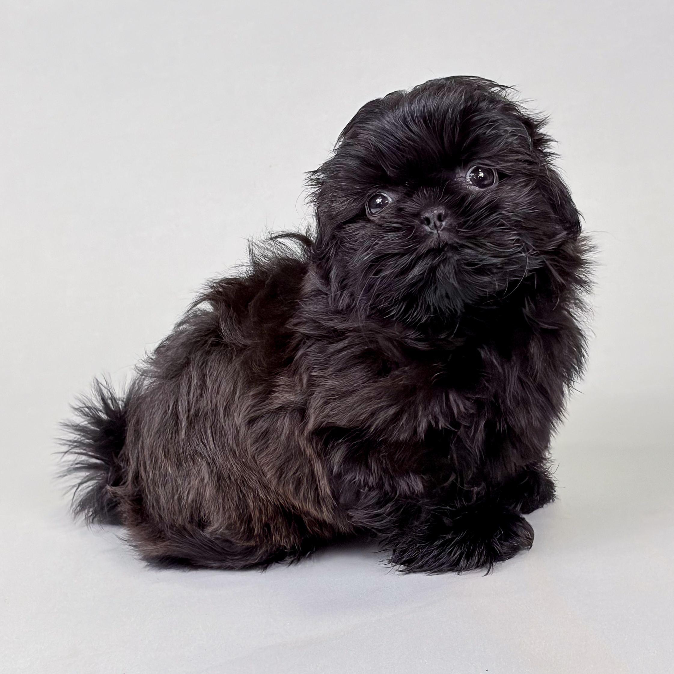Gordie the Shih Tzu puppy