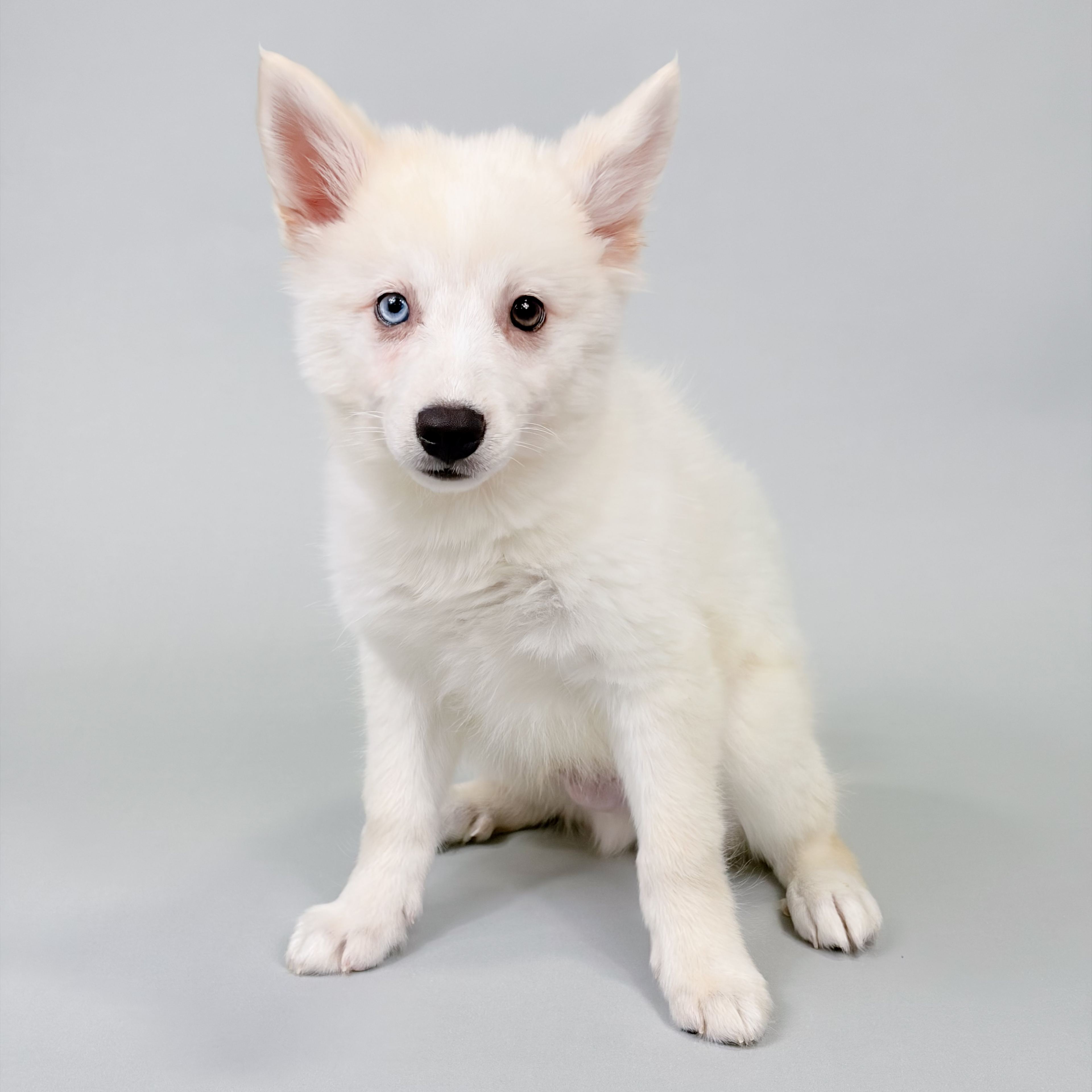 Baxter the Alaskan Klee Kai puppy
