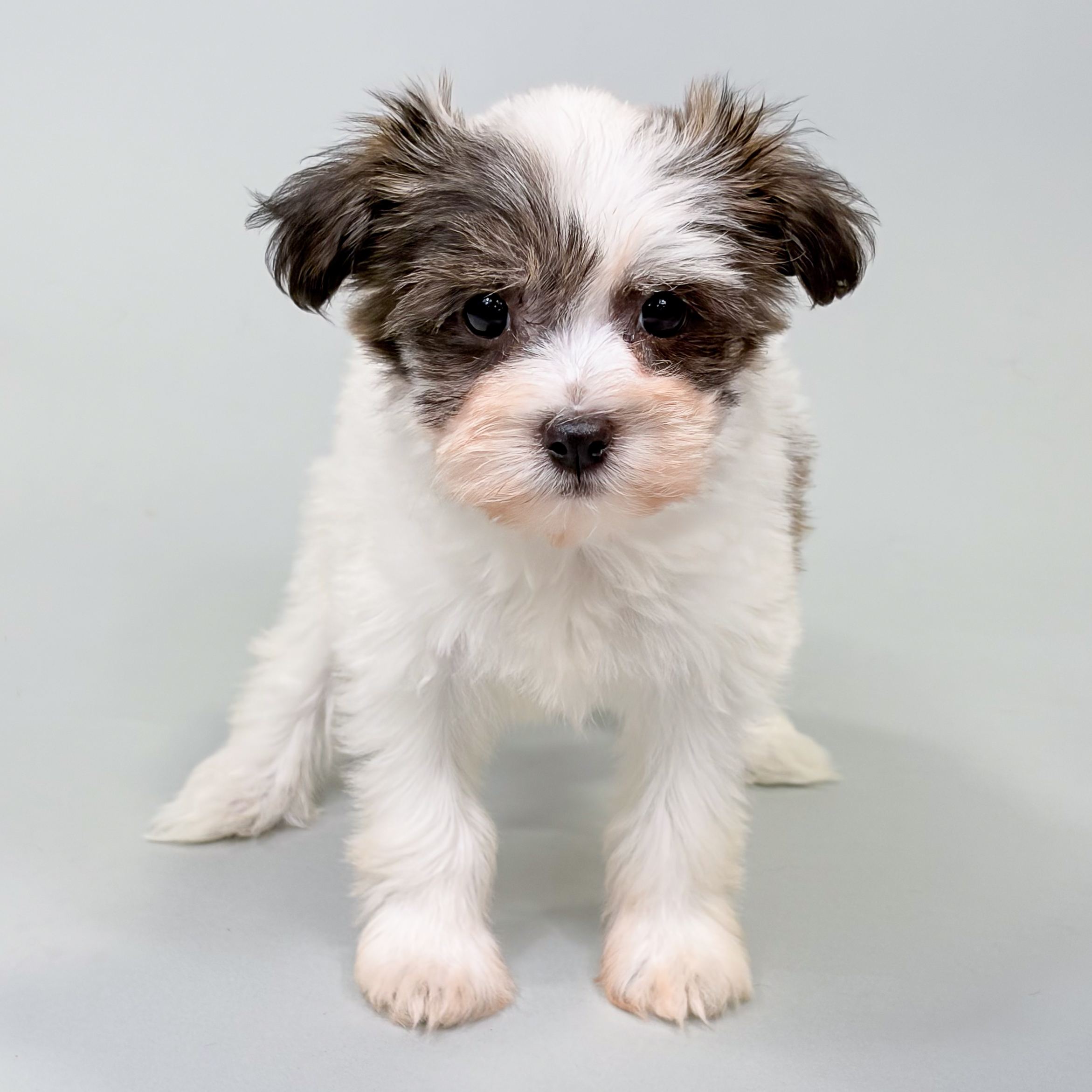 Kona the Havanese puppy