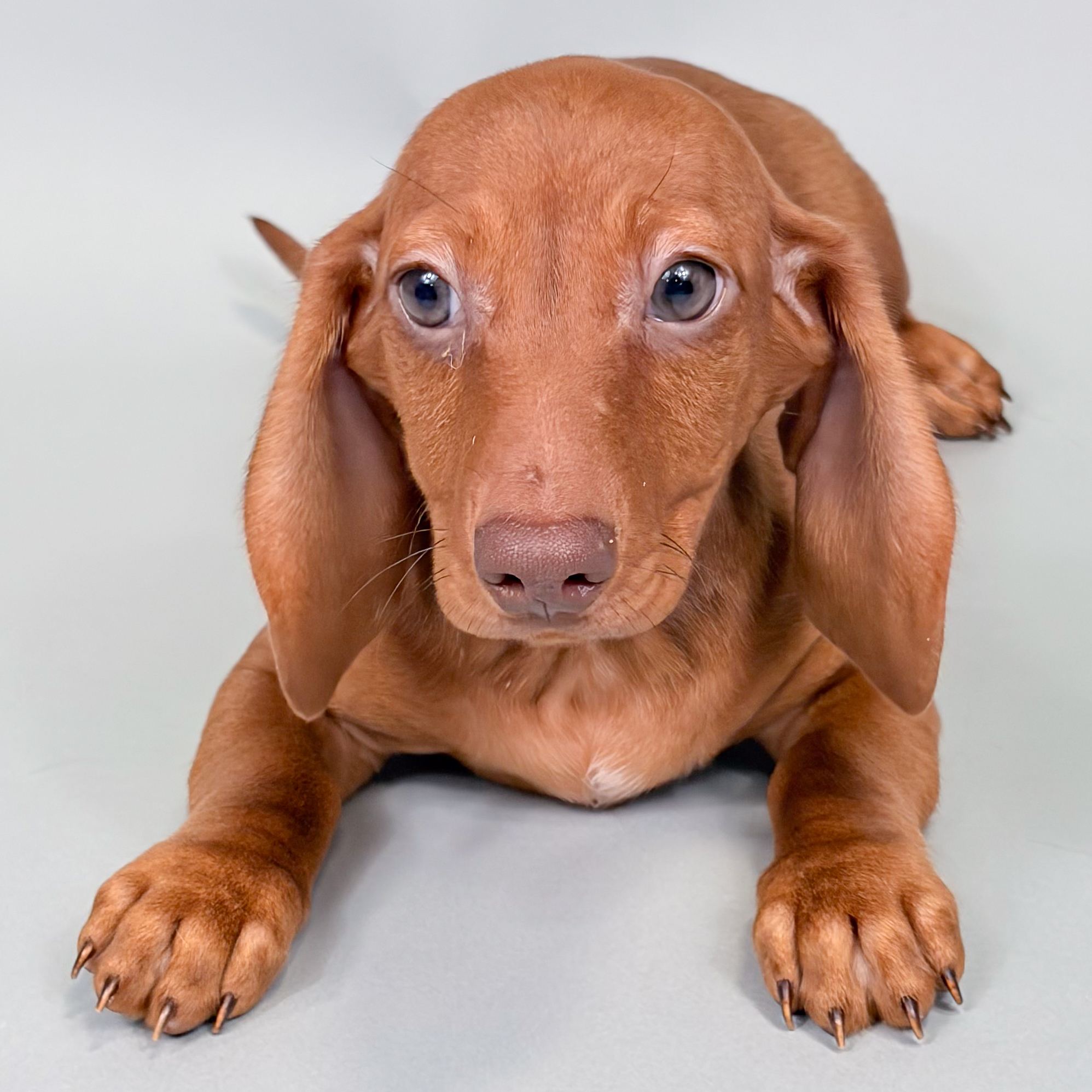 Overton the Mini Dachshund puppy