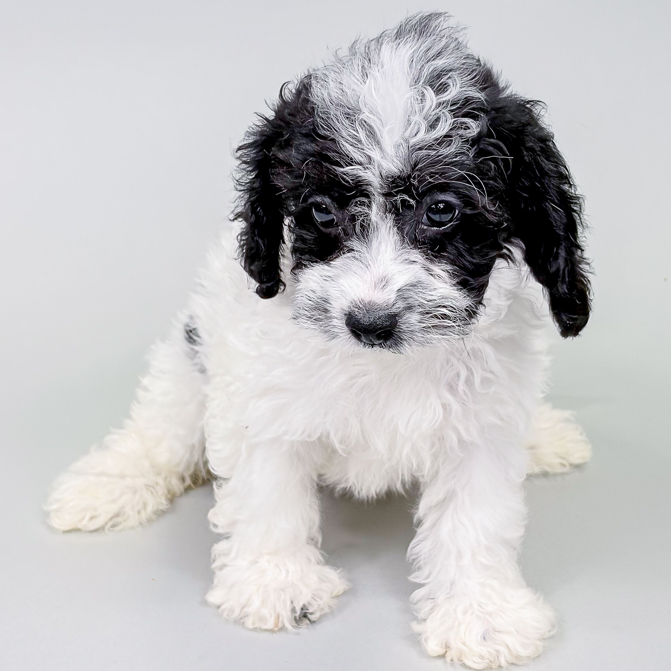 Bambi the Maltipoo puppy