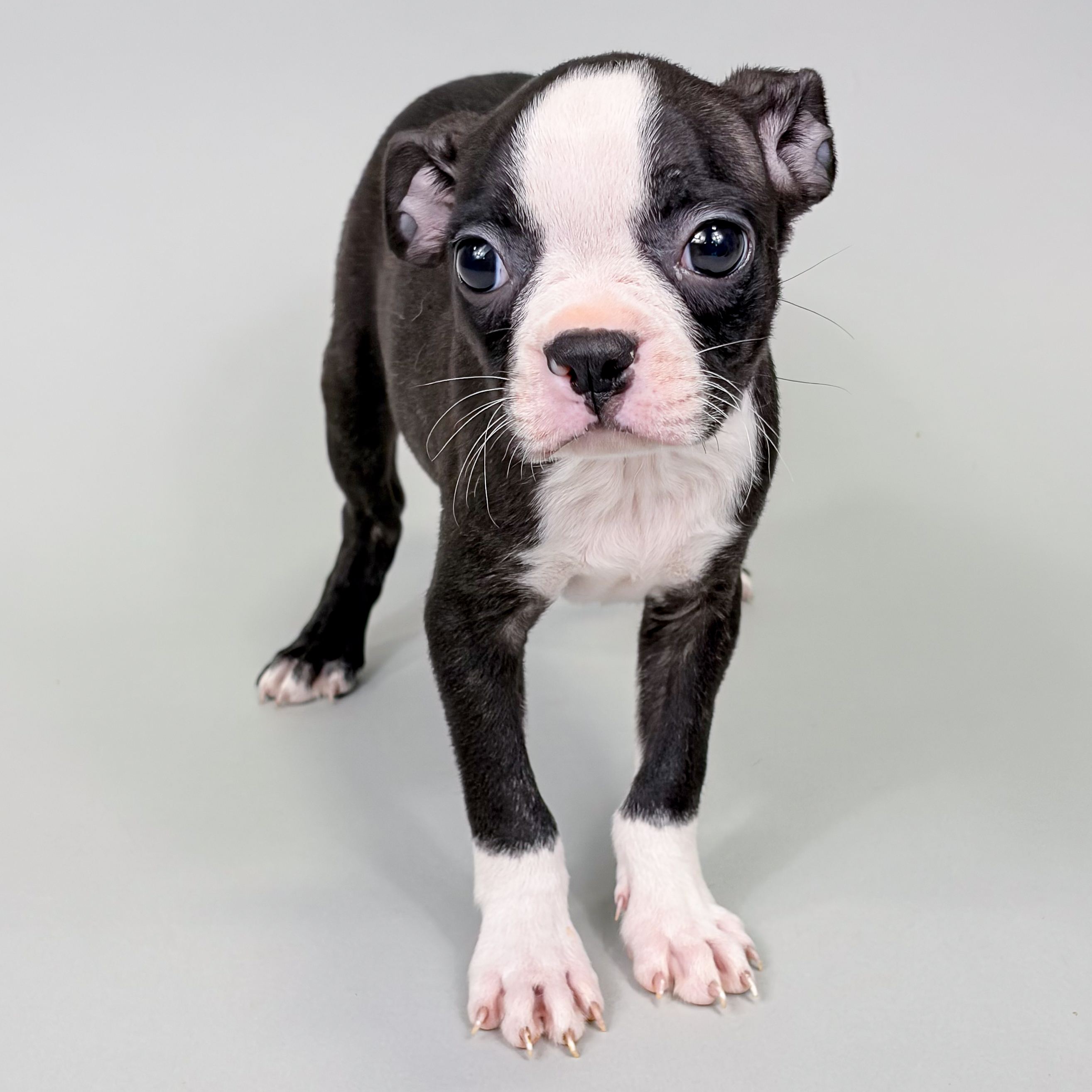 Pipsqueak the Boston Terrier puppy