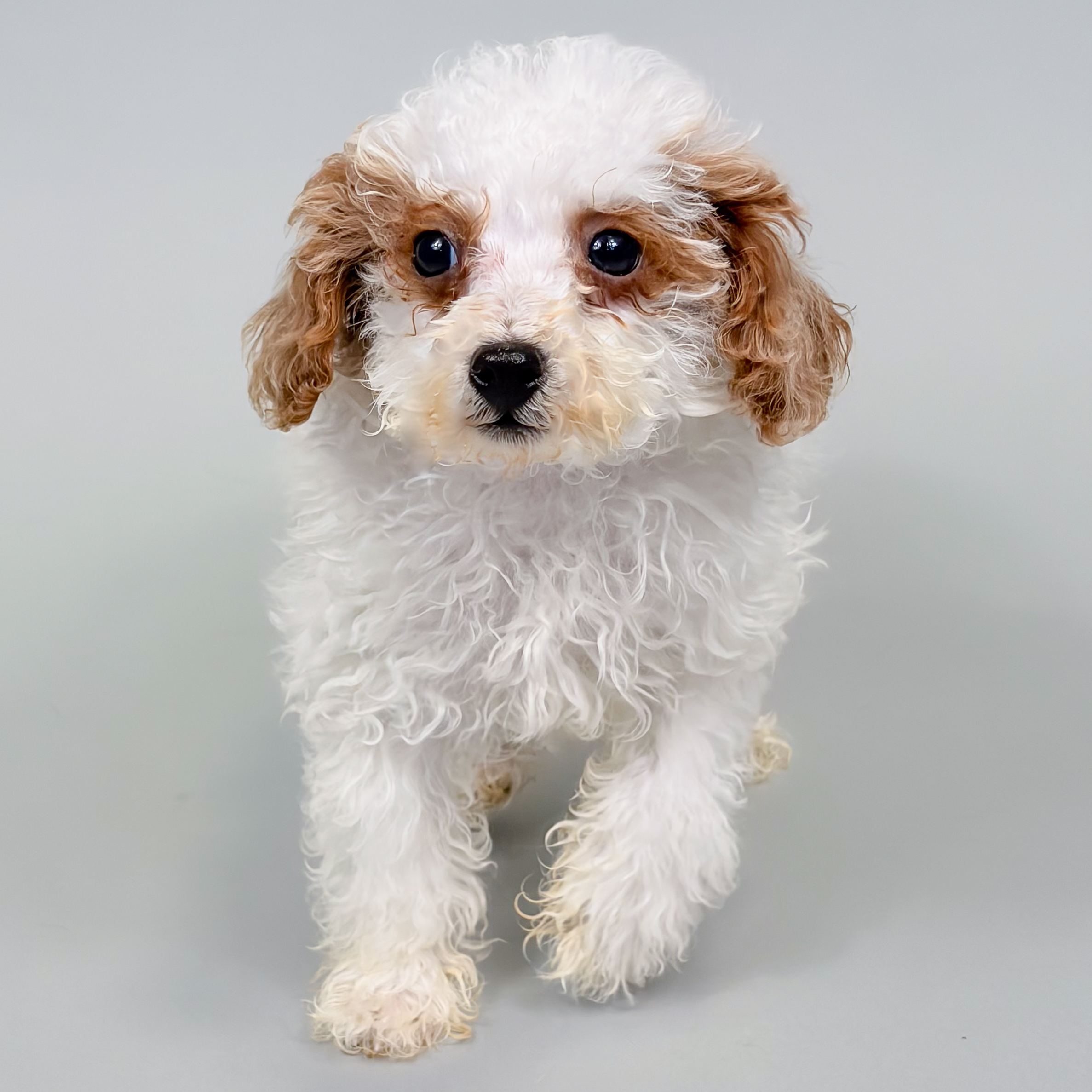 Johnny the Mini Poodle puppy