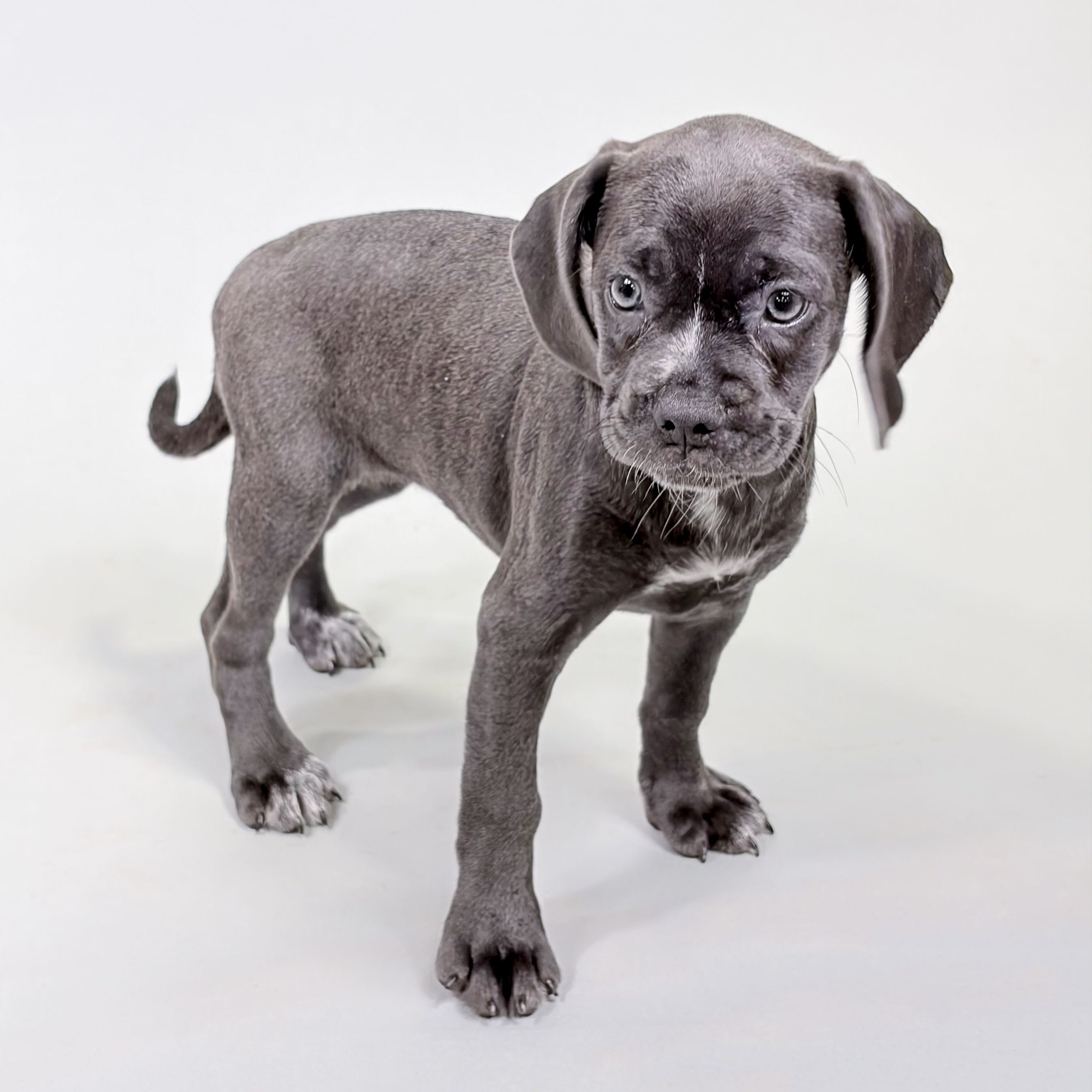 Noel the Puggle puppy