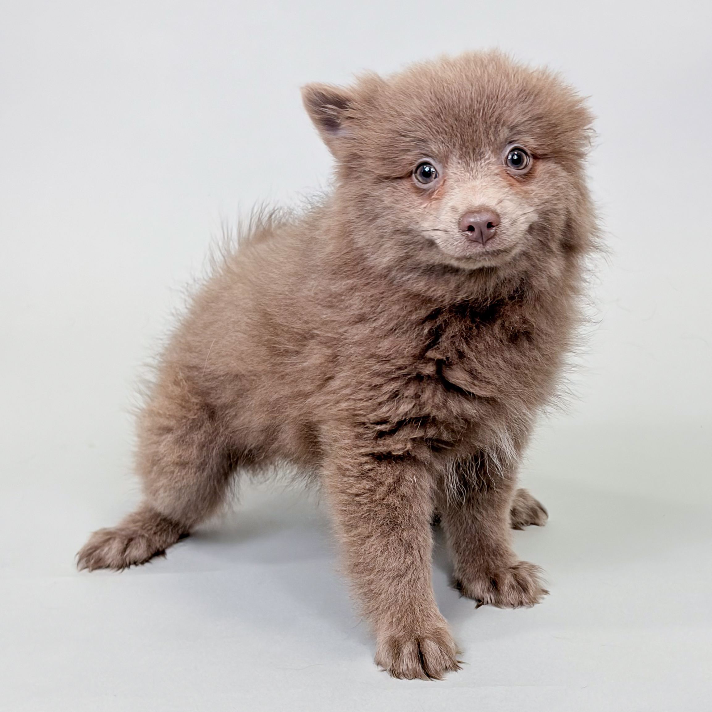 Fanny the Pomeranian puppy