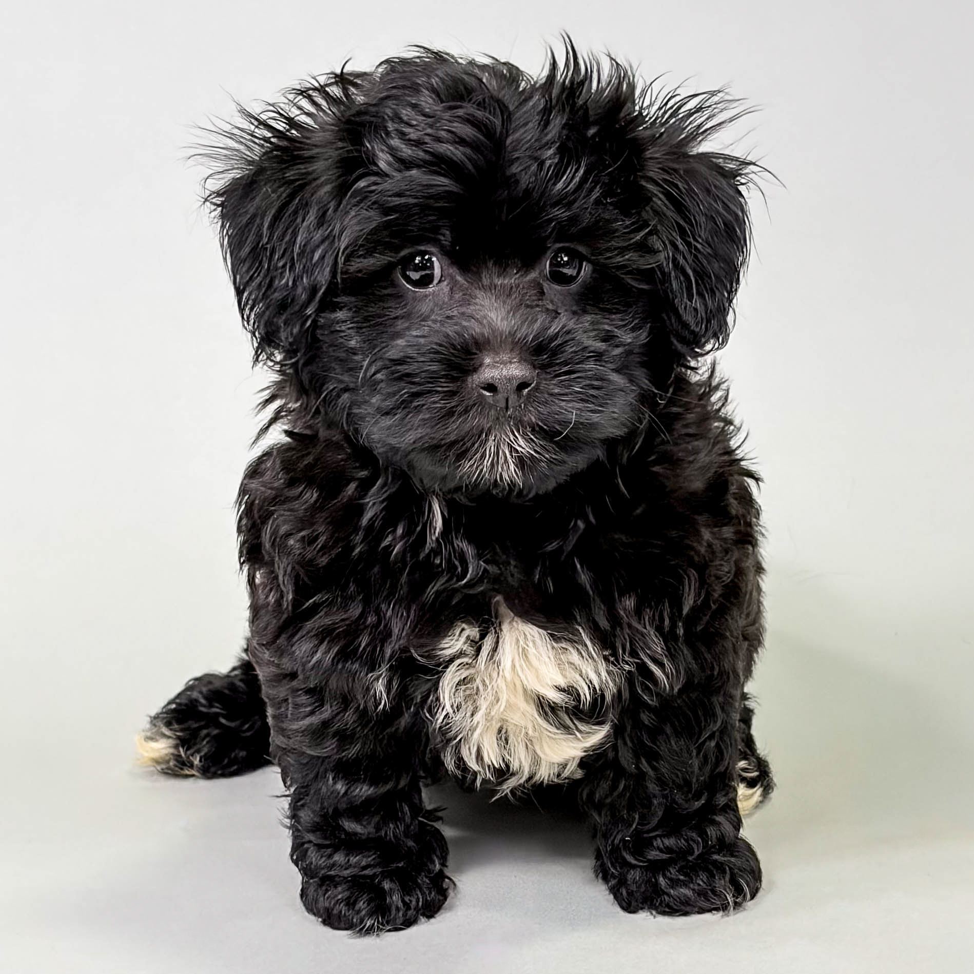Chester the Lhasa Poo puppy