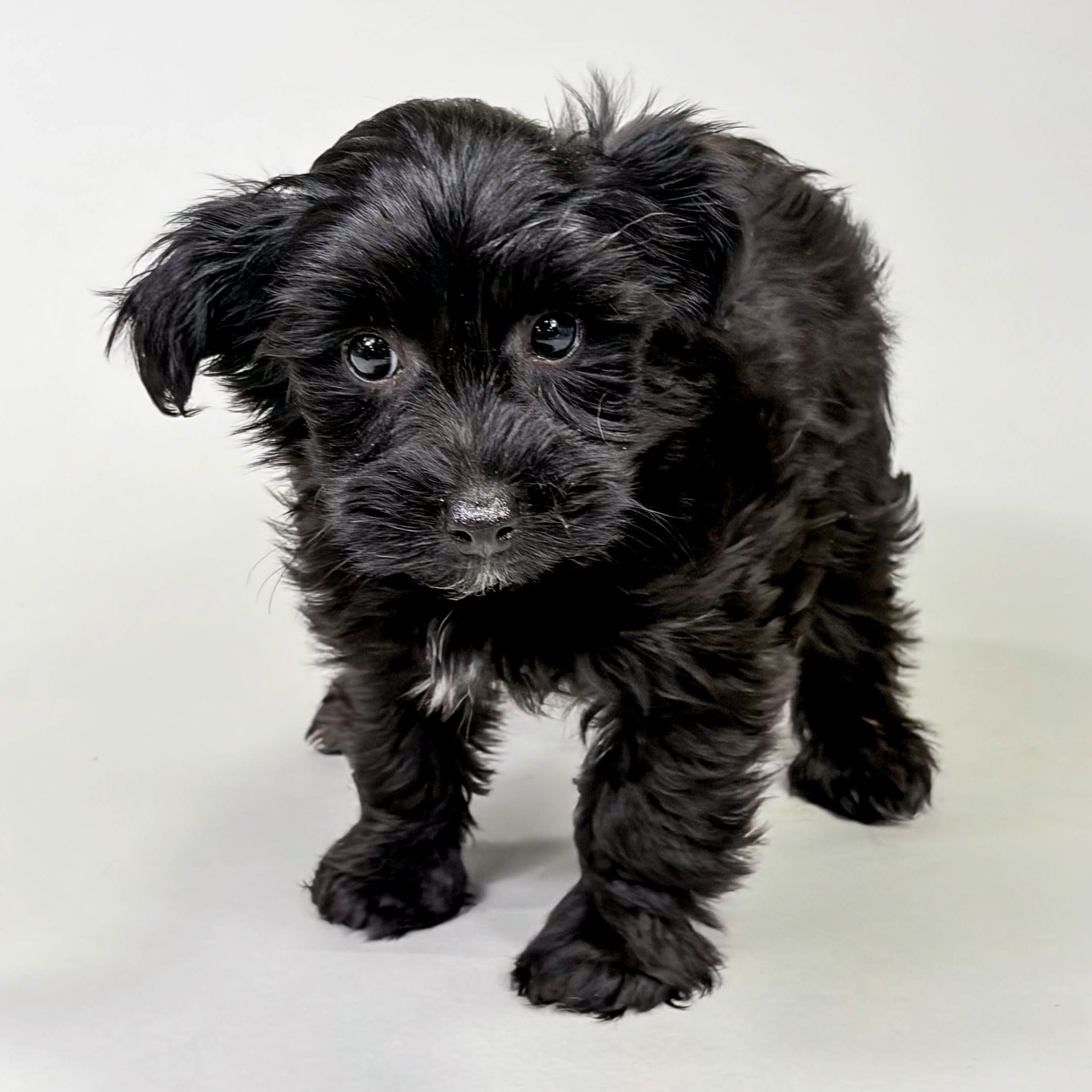 Maggie the Yorkiepoo puppy