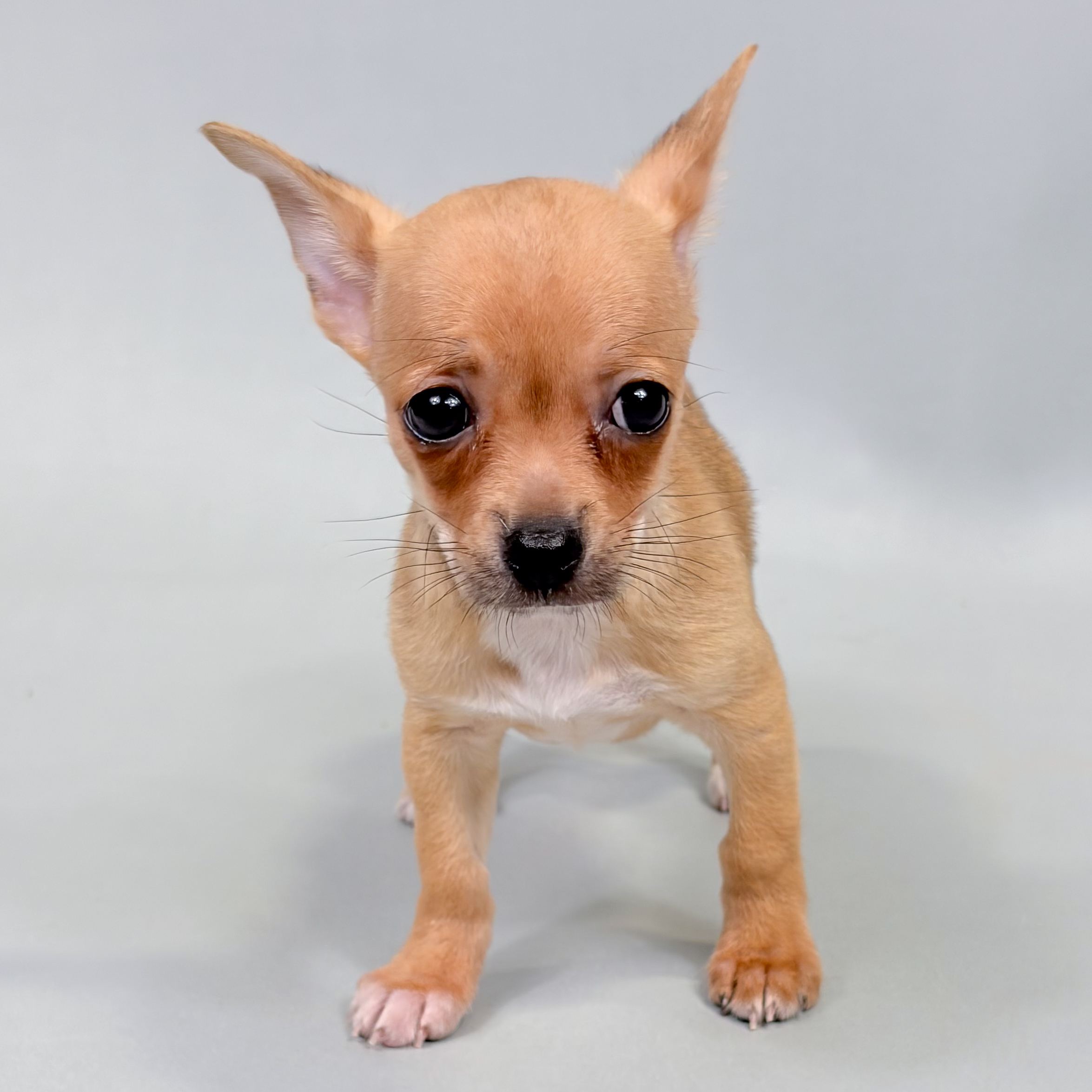 Walter puppy
