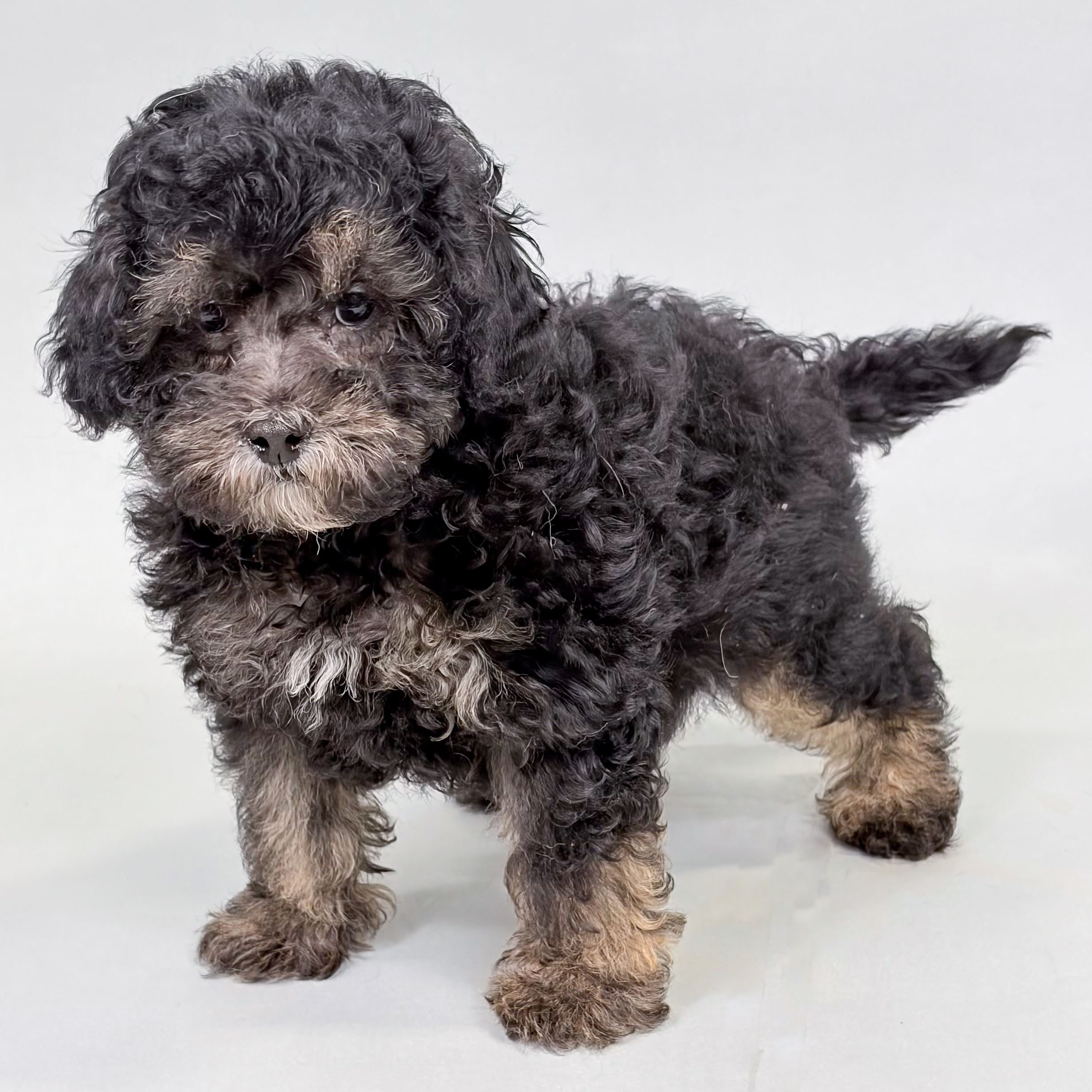 Fletcher the Havapoo puppy