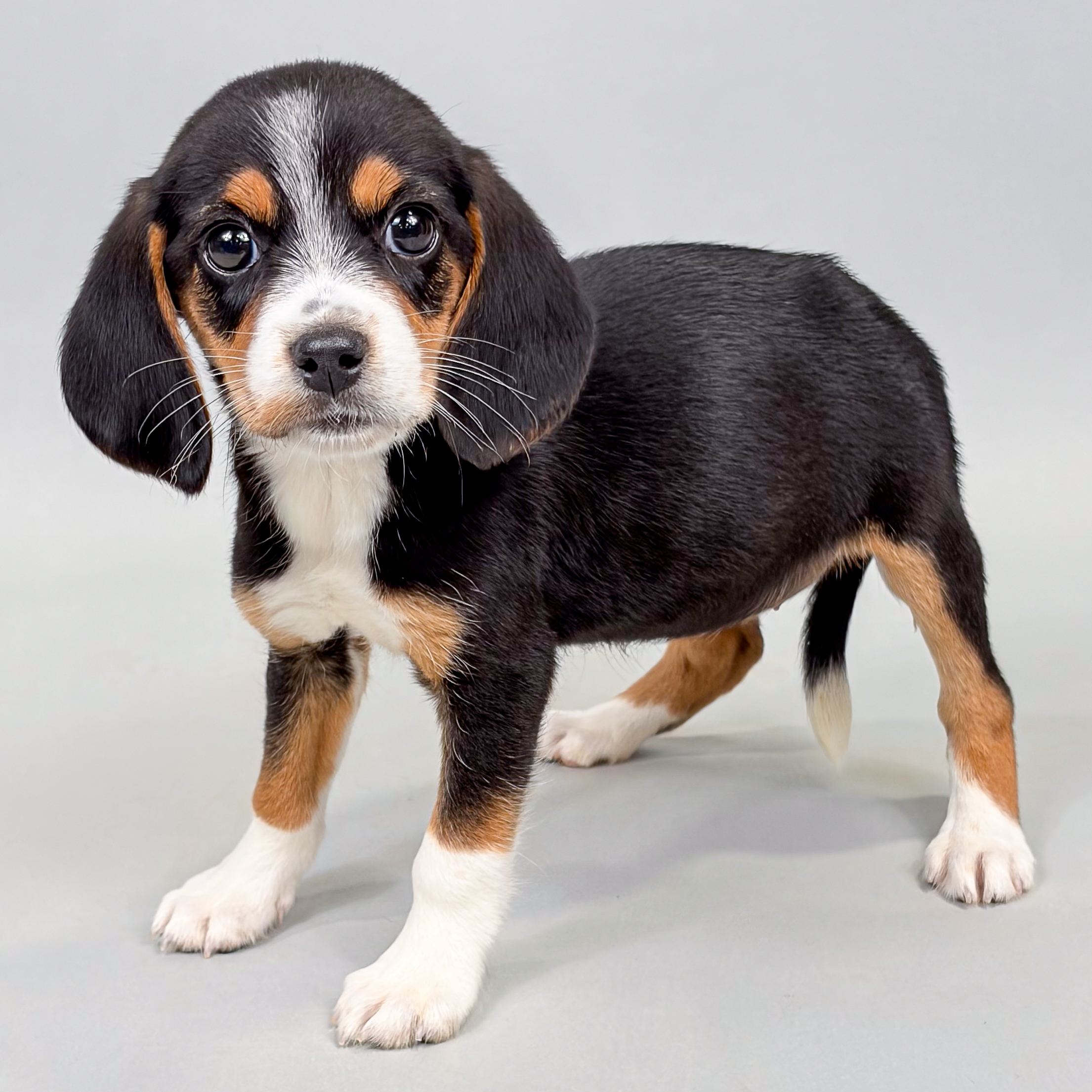 Constance the Beagle puppy