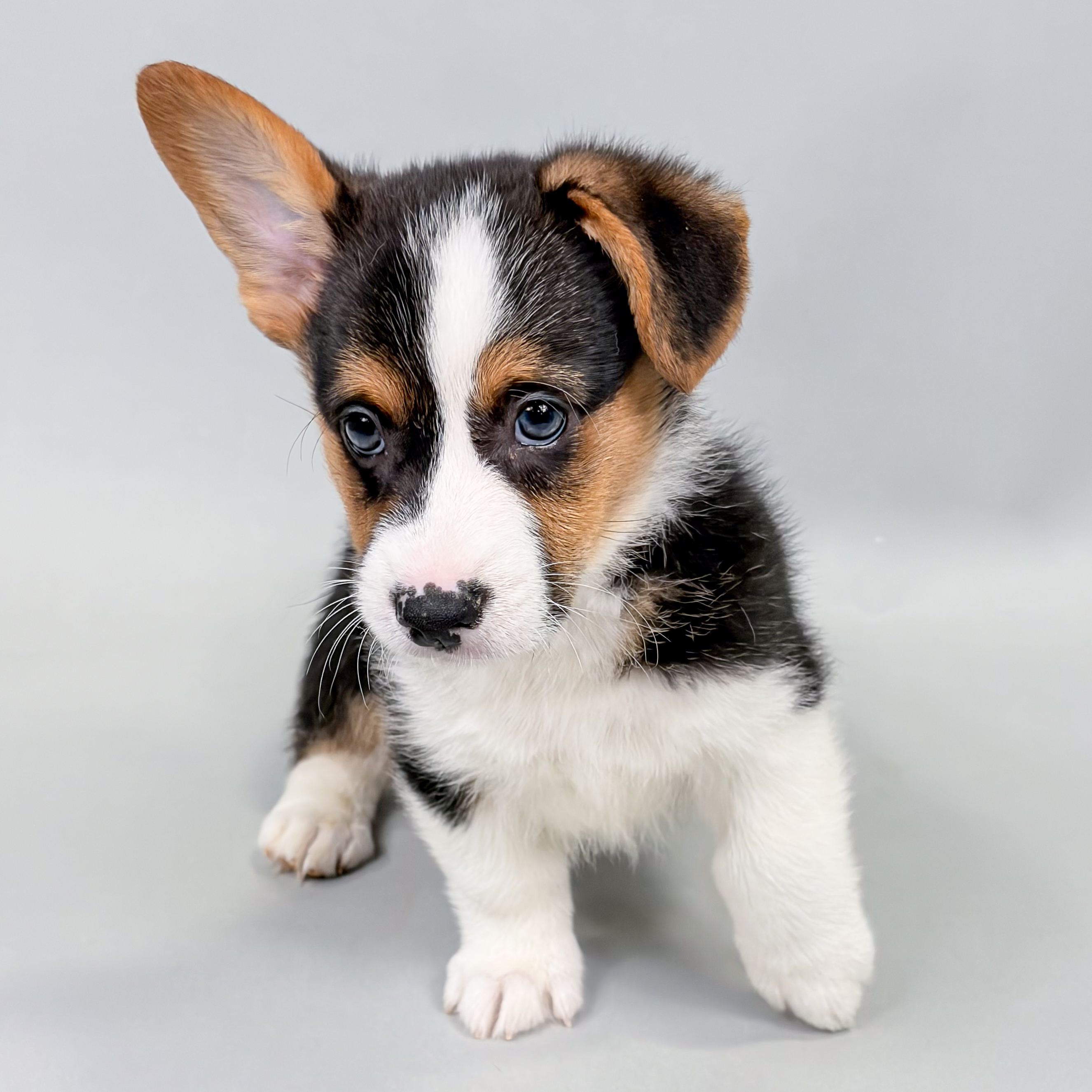 Pongo the Pembroke Welsh Corgi puppy