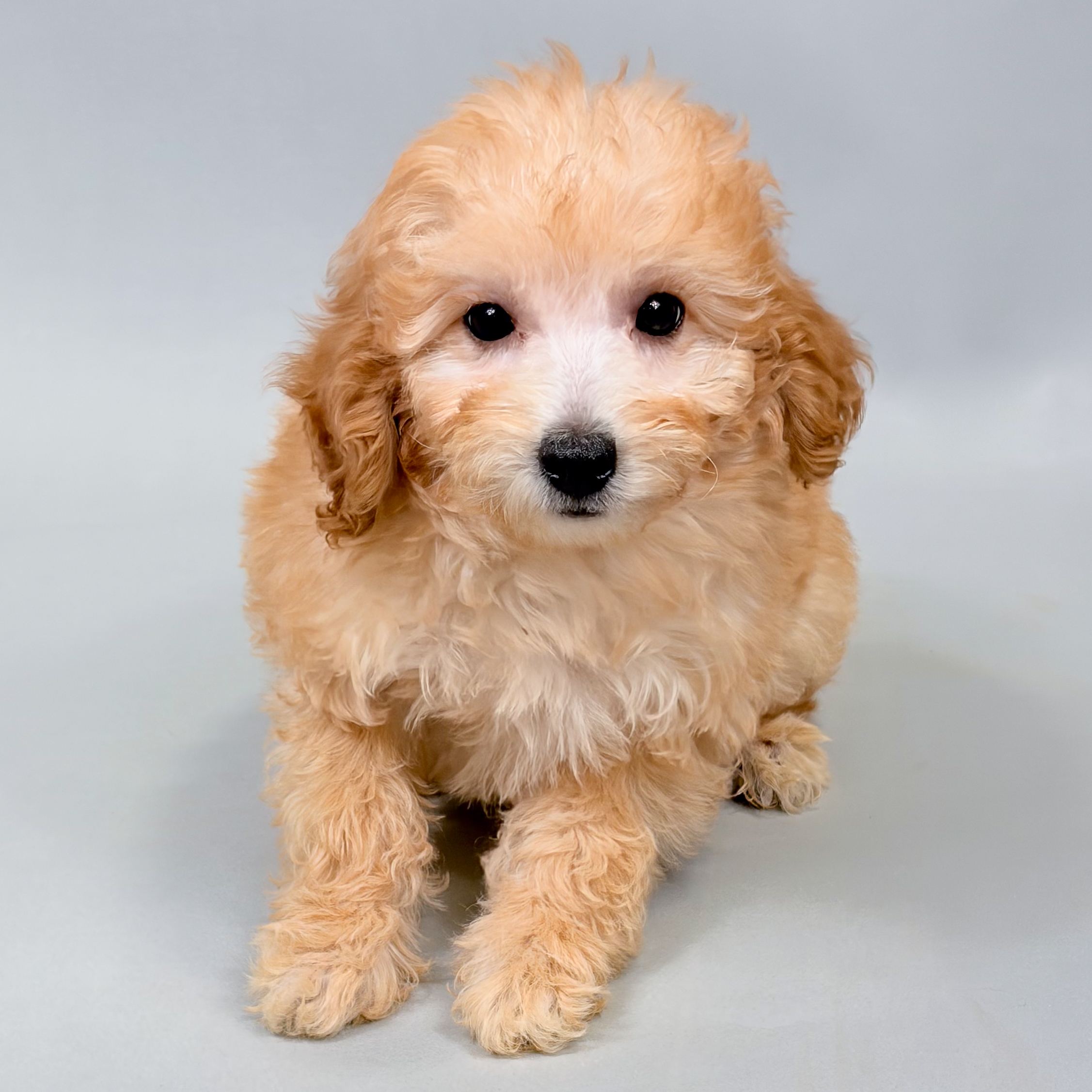 Aspen the Mini Poodle puppy