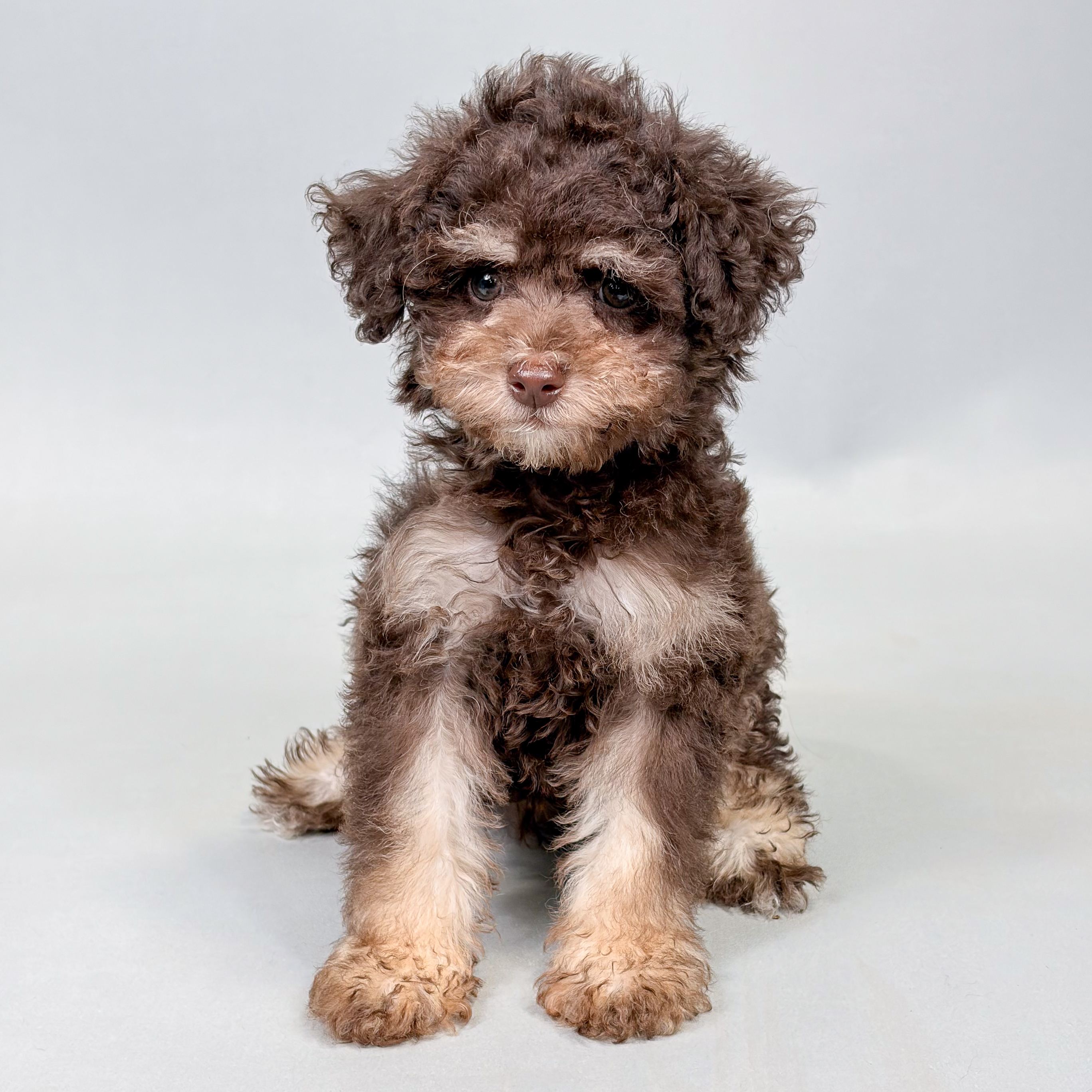Bryce the Toy Poodle puppy