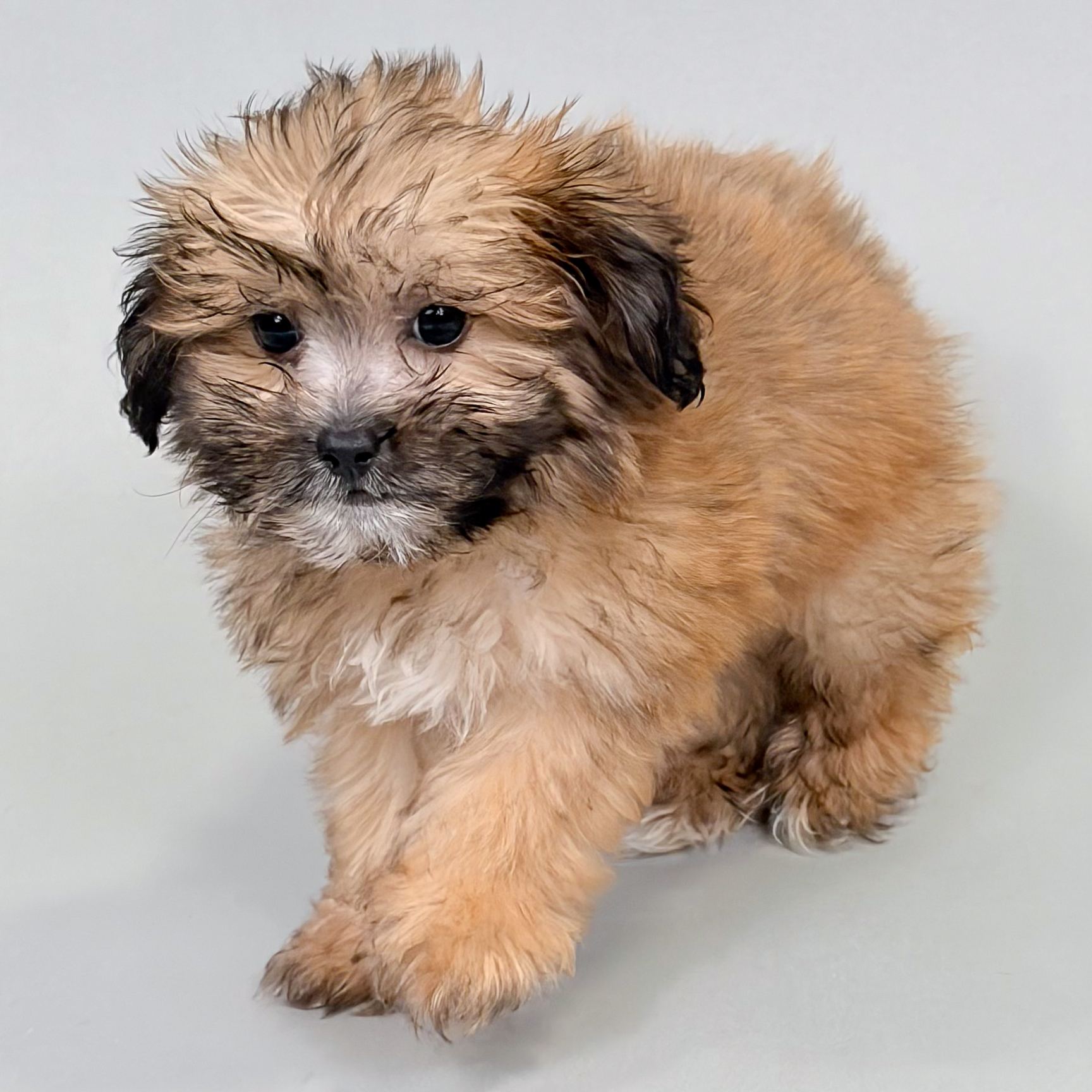 Oreo the Shihpoo puppy