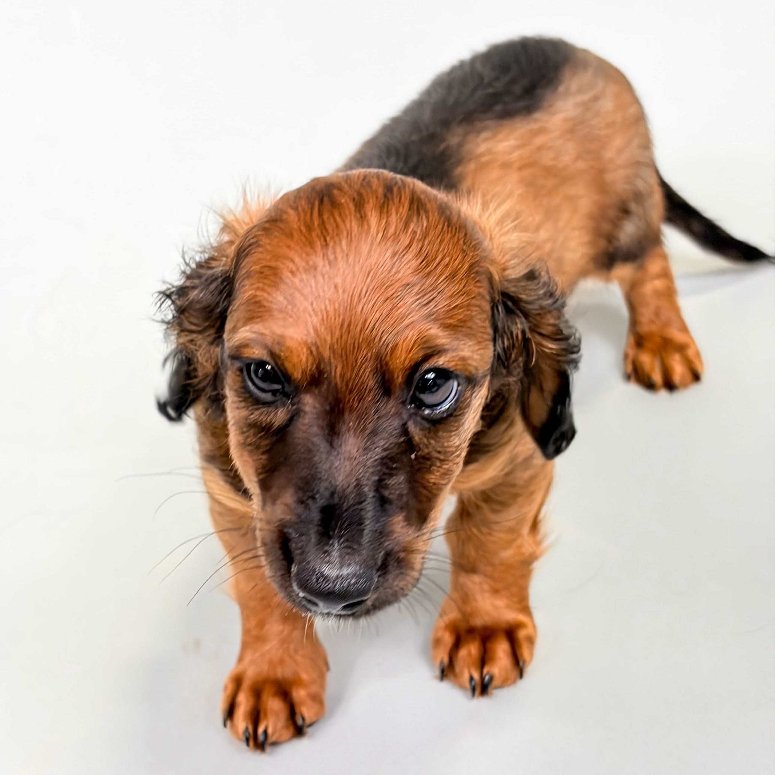 Rupert the Mini Dachshund puppy