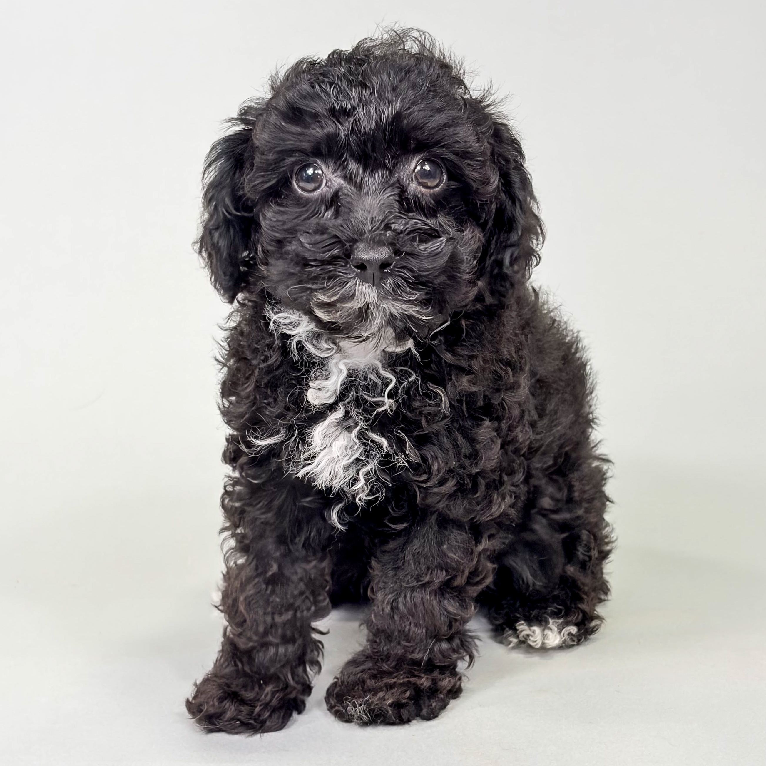 Raven the Mini Poodle puppy