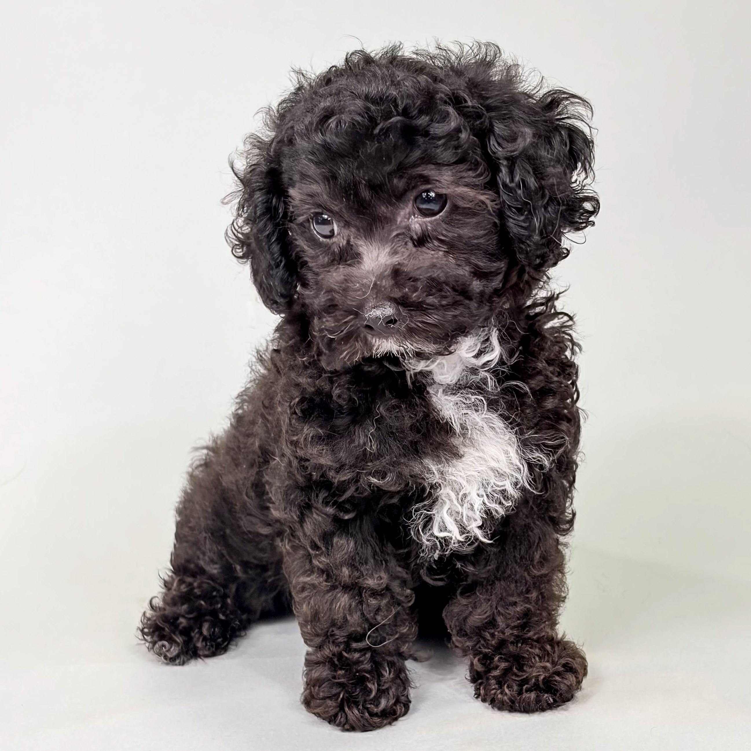 Olive the Mini Poodle puppy