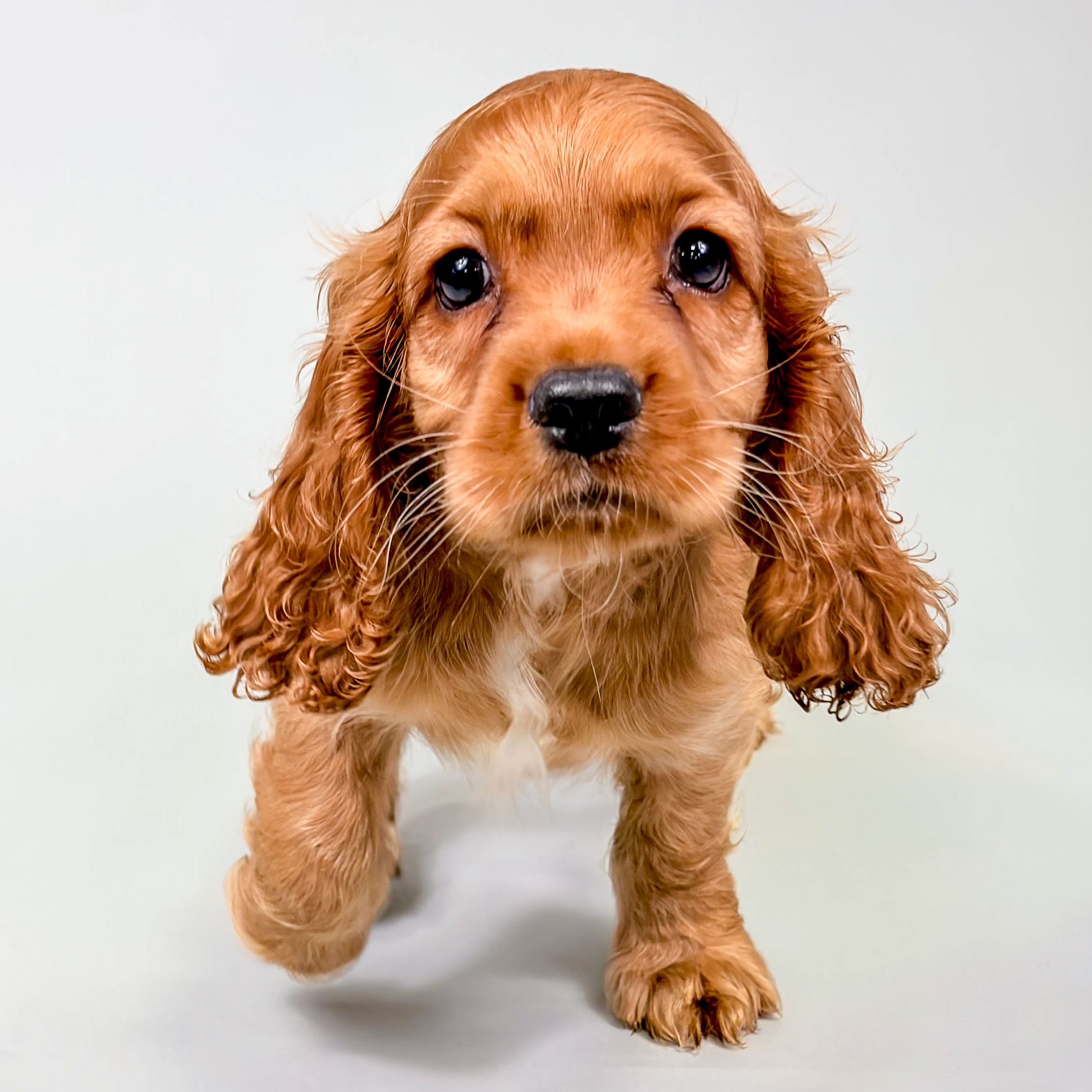 Billy the Cocker Spaniel puppy