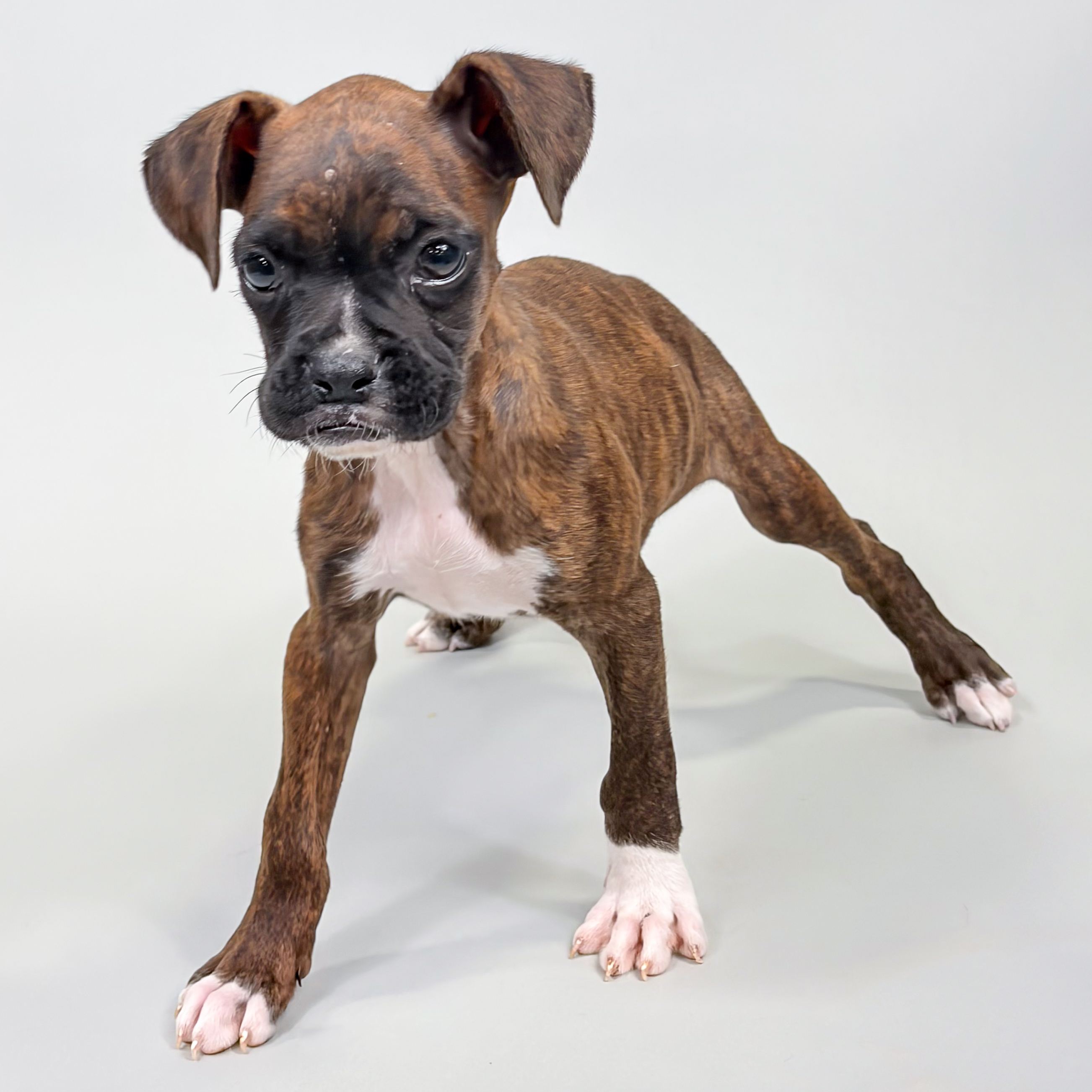 Blossom the Boxer puppy