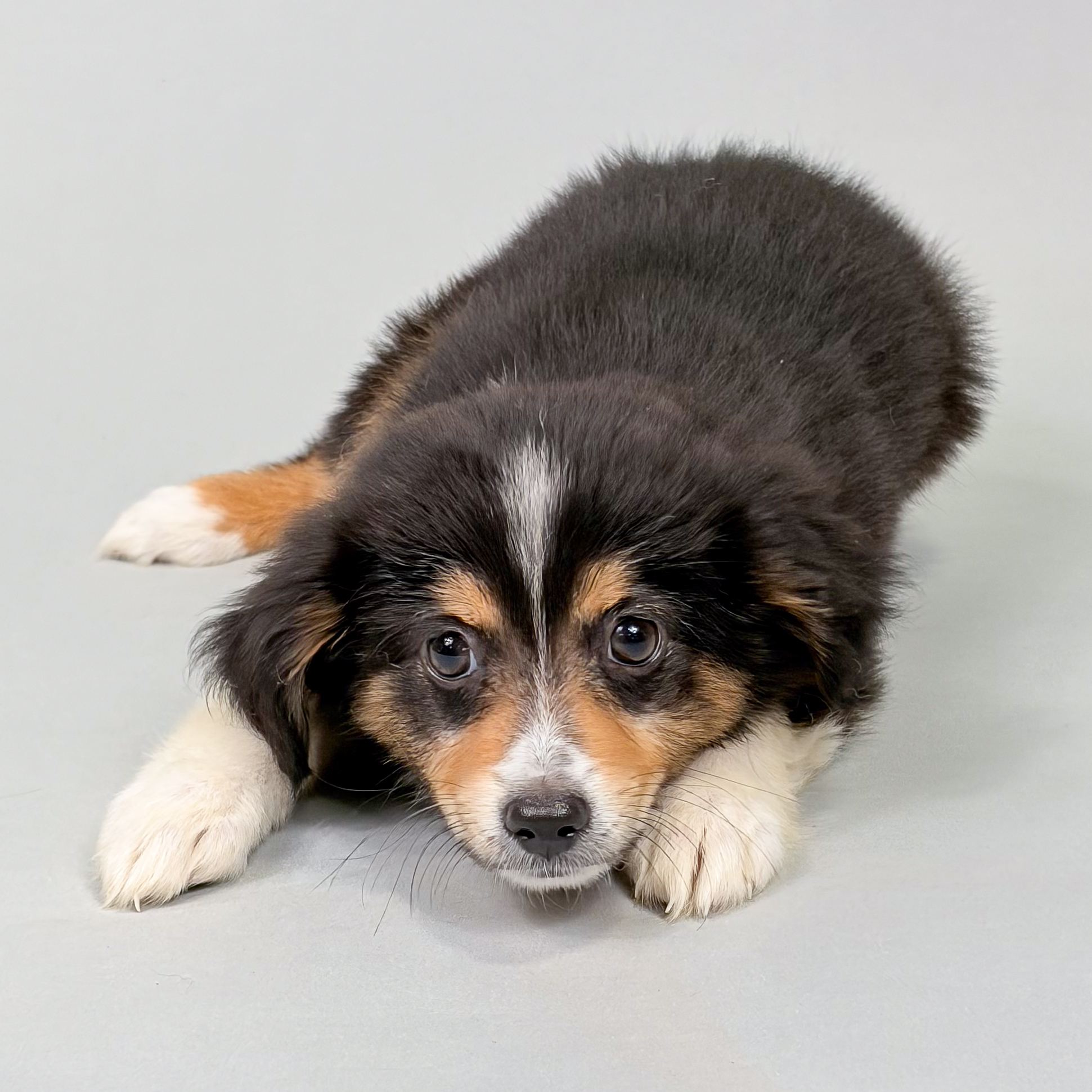 Uinta puppy