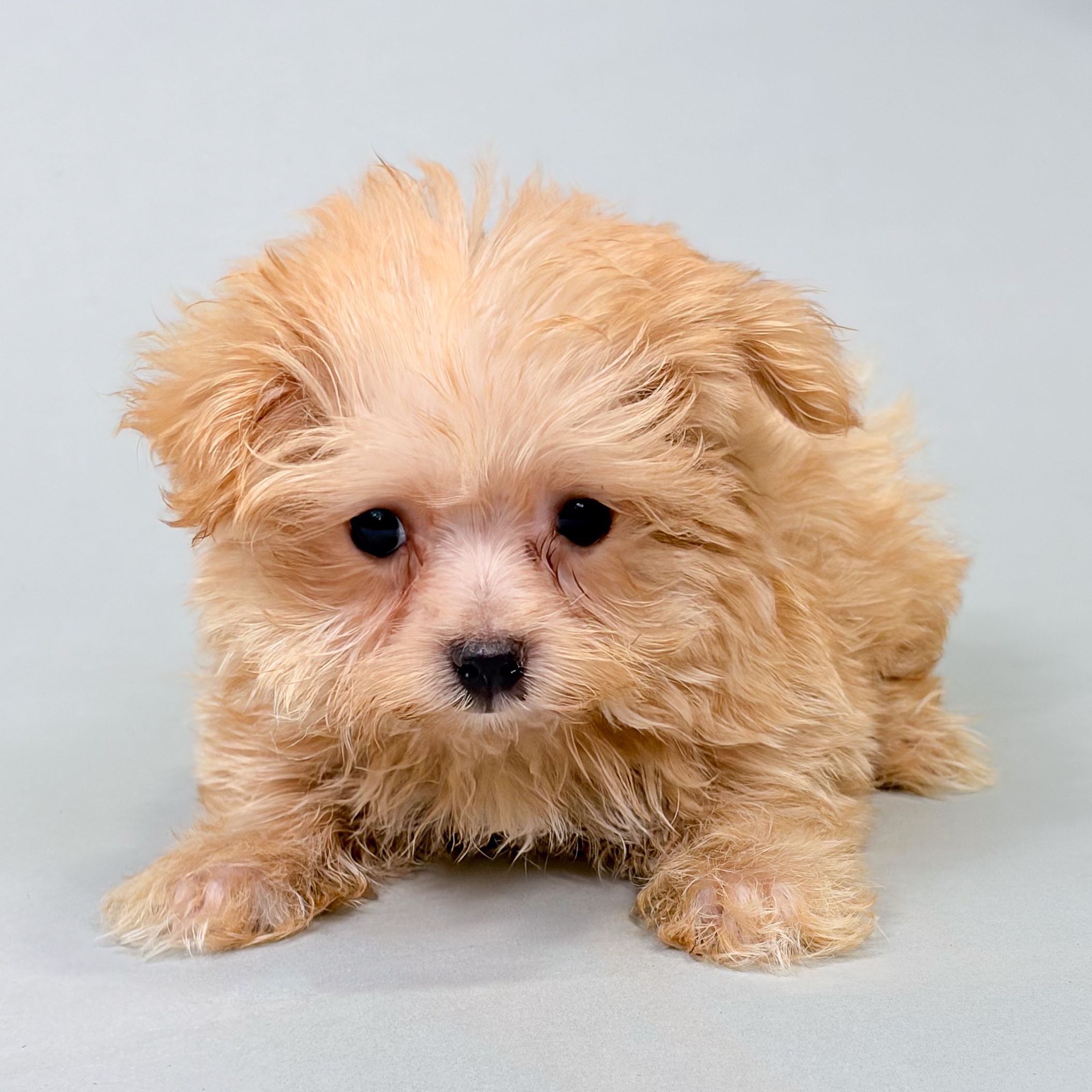 Pandora the Morkie puppy