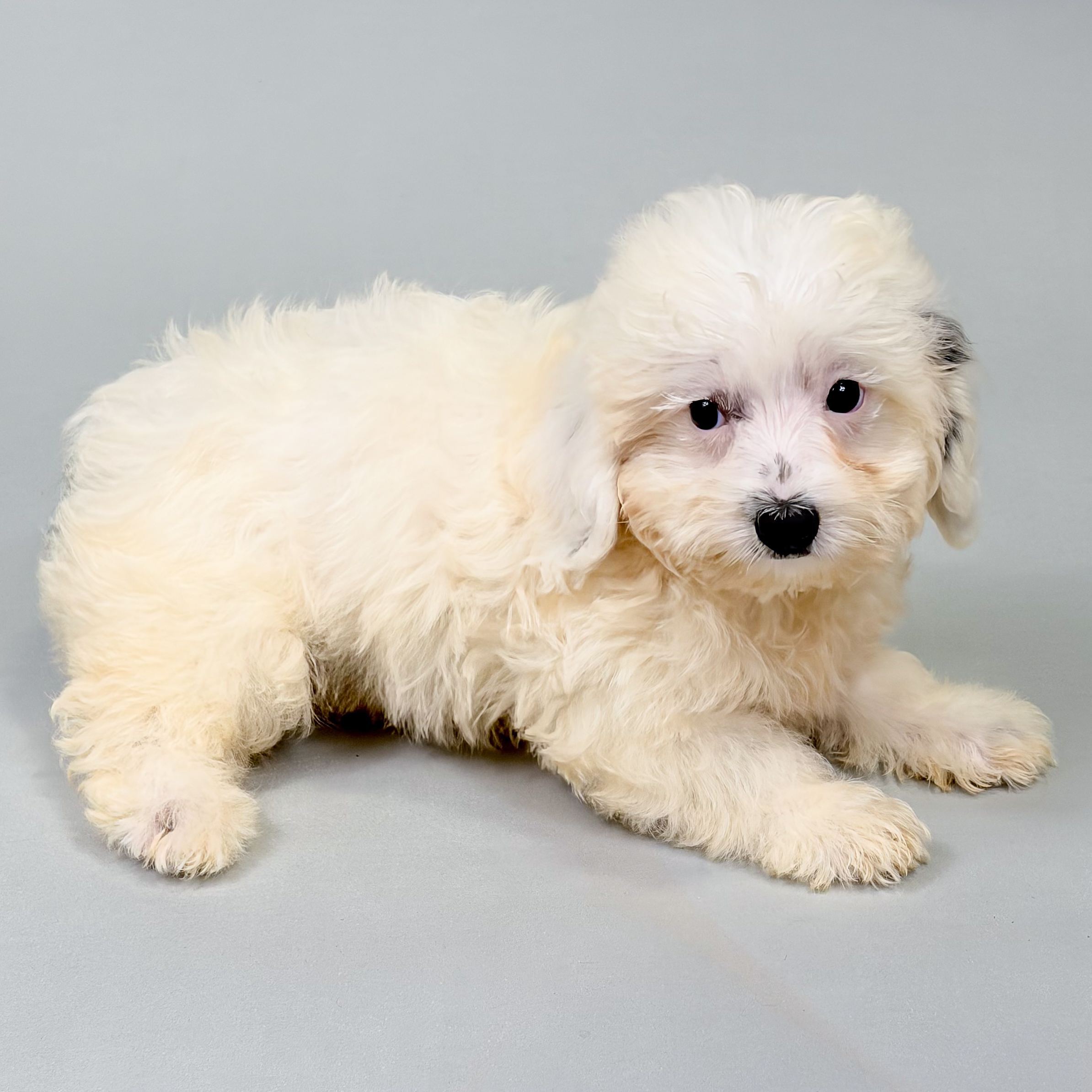 Wynette the Mini Bernedoodle puppy