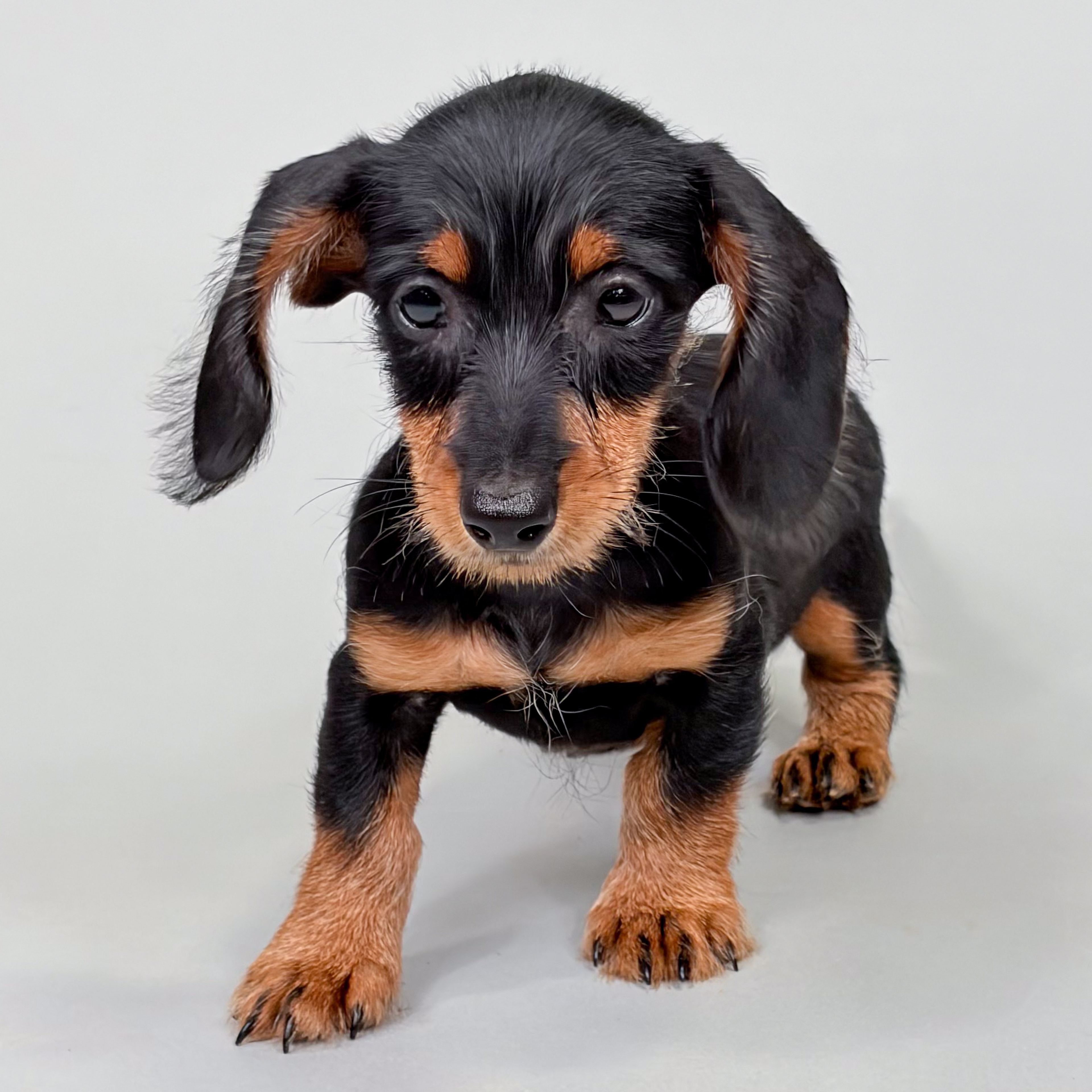 Foster photo 1