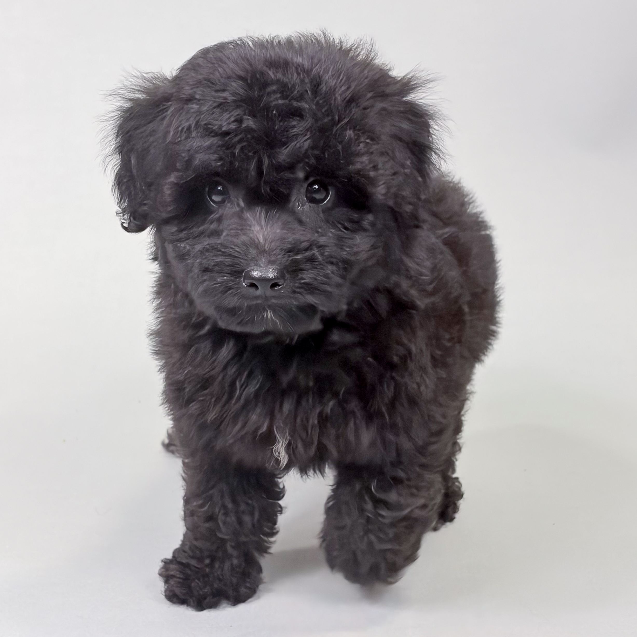 Frankie the Yorkiepoo puppy
