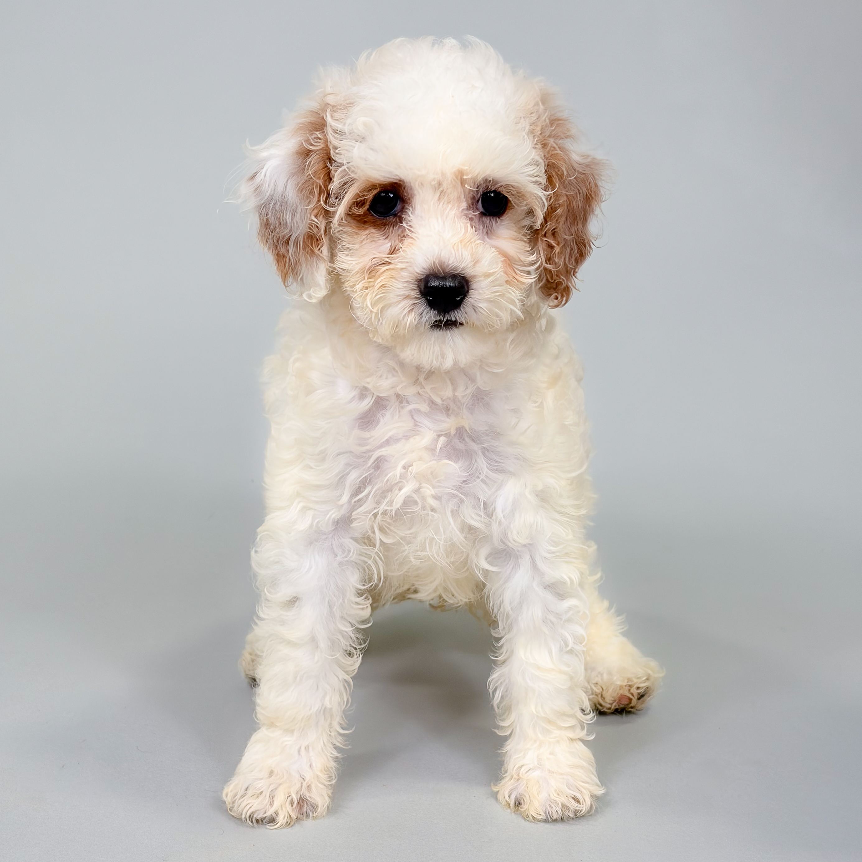 Xena the Cockapoo puppy
