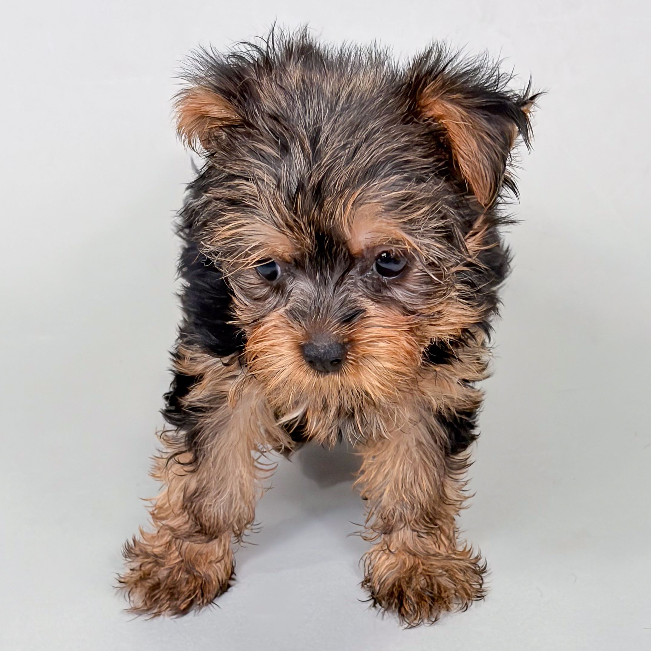 Taco the Yorkshire Terrier puppy