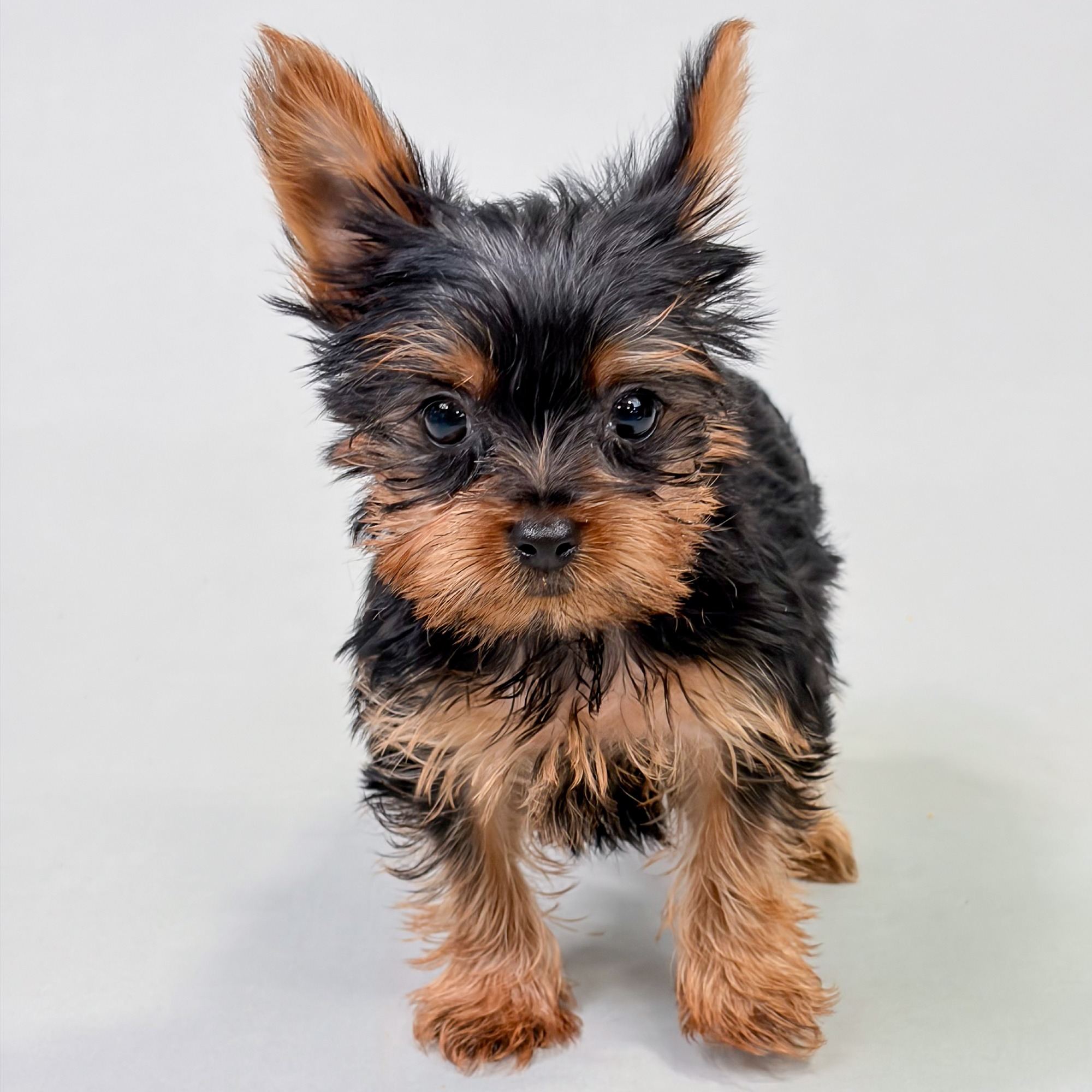 Ralph the Yorkshire Terrier puppy